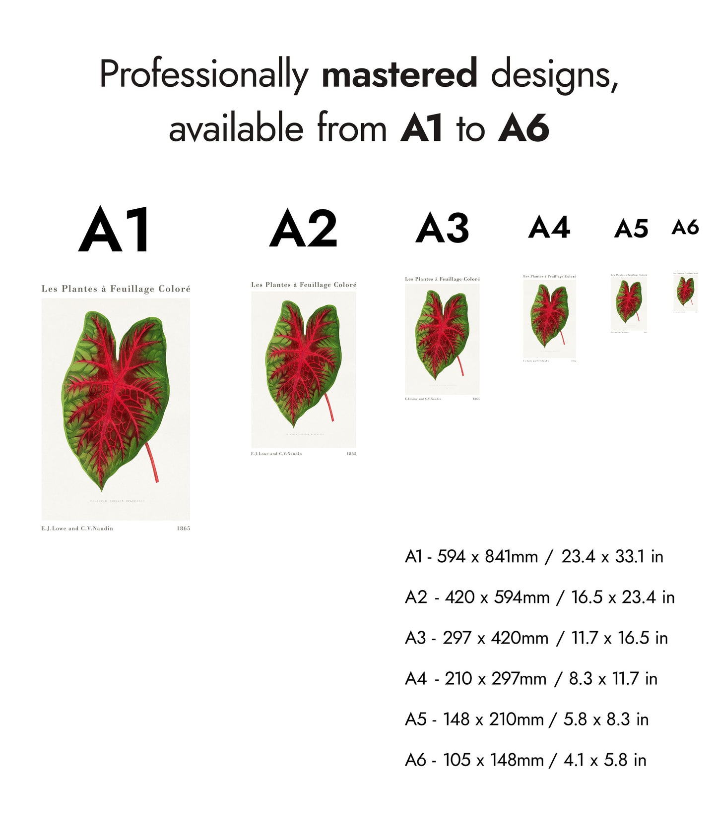 Caladium Bicolor Splendens