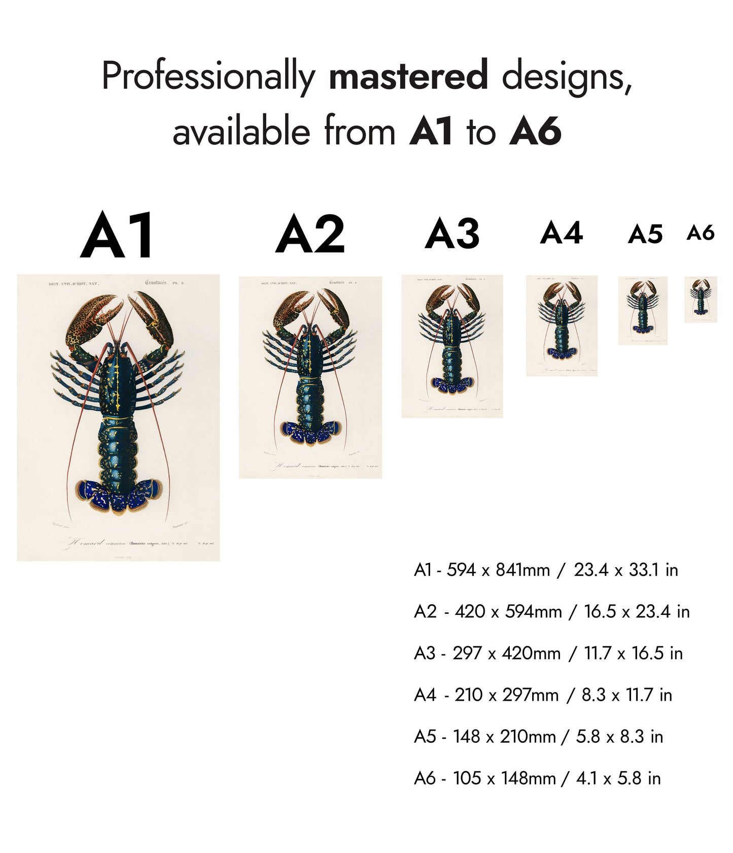 Écrevisse cramoisie