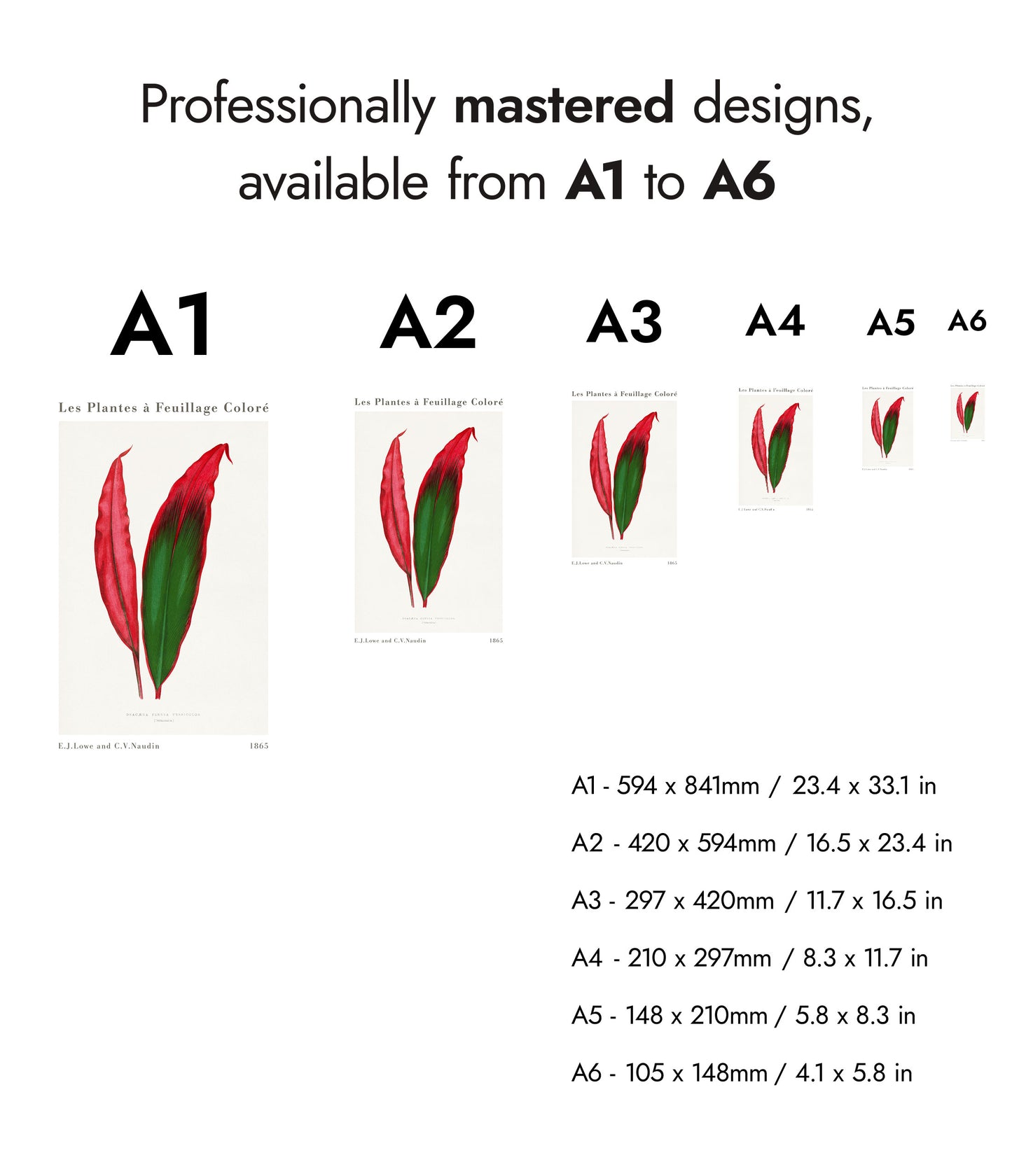 Feuille de Dracaena Ferrea