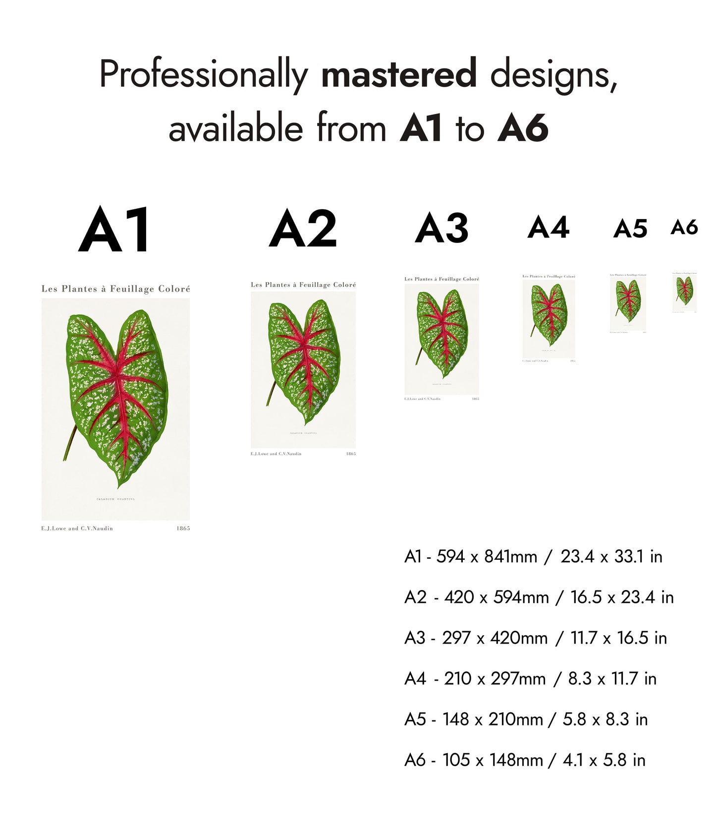 Groene Caladium Chantini
