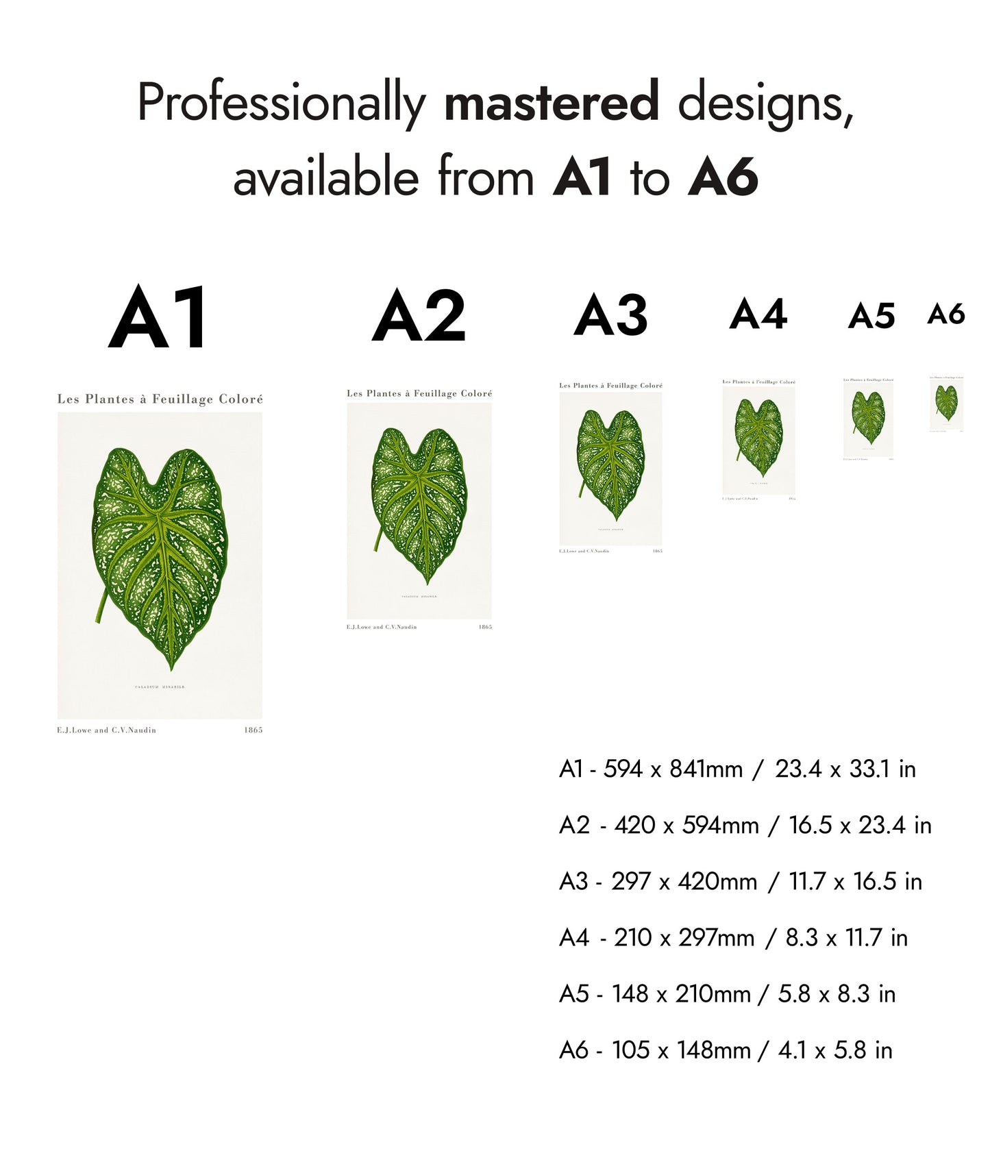 Grüner Caladium Mirabile
