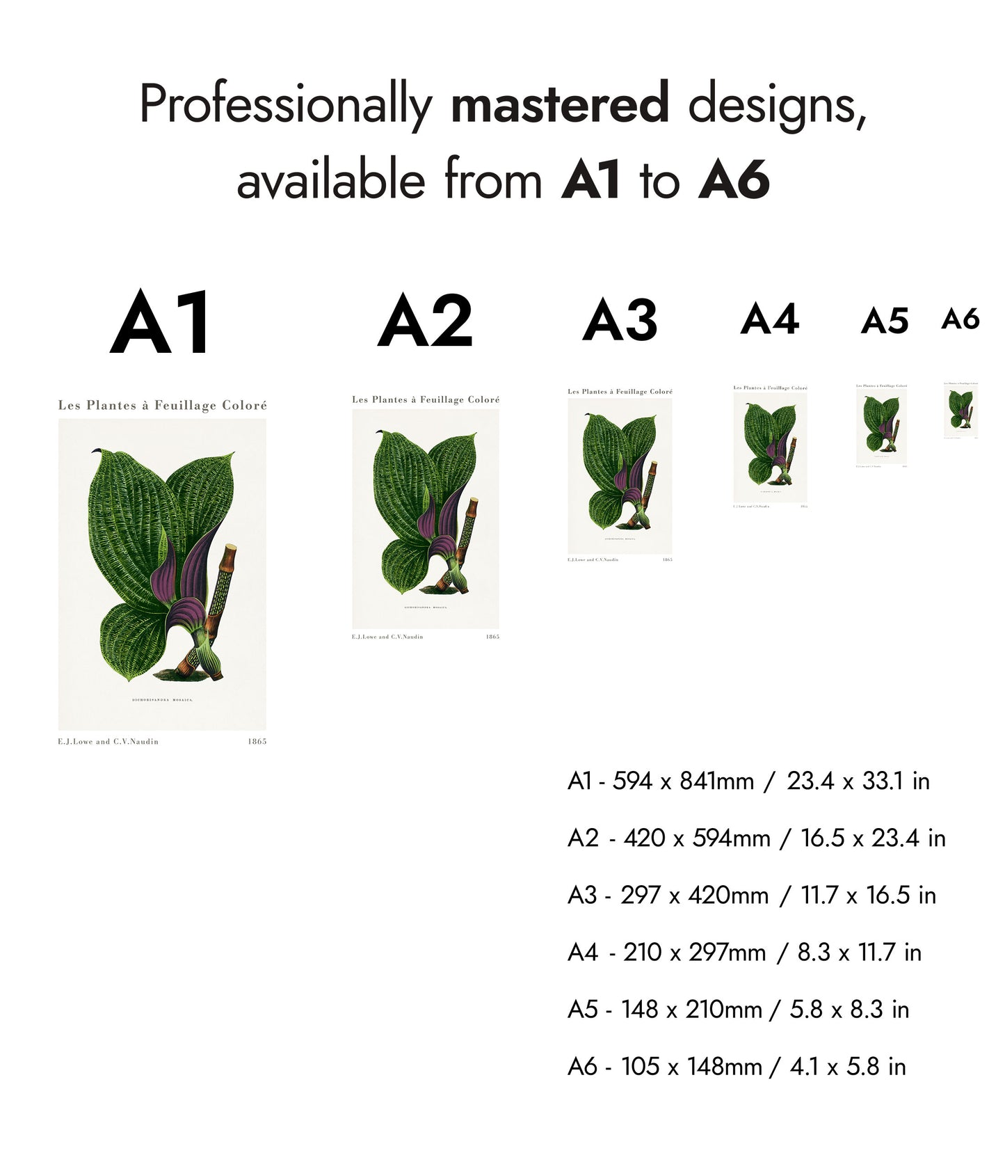 Groene Dichorisandra Mosaica