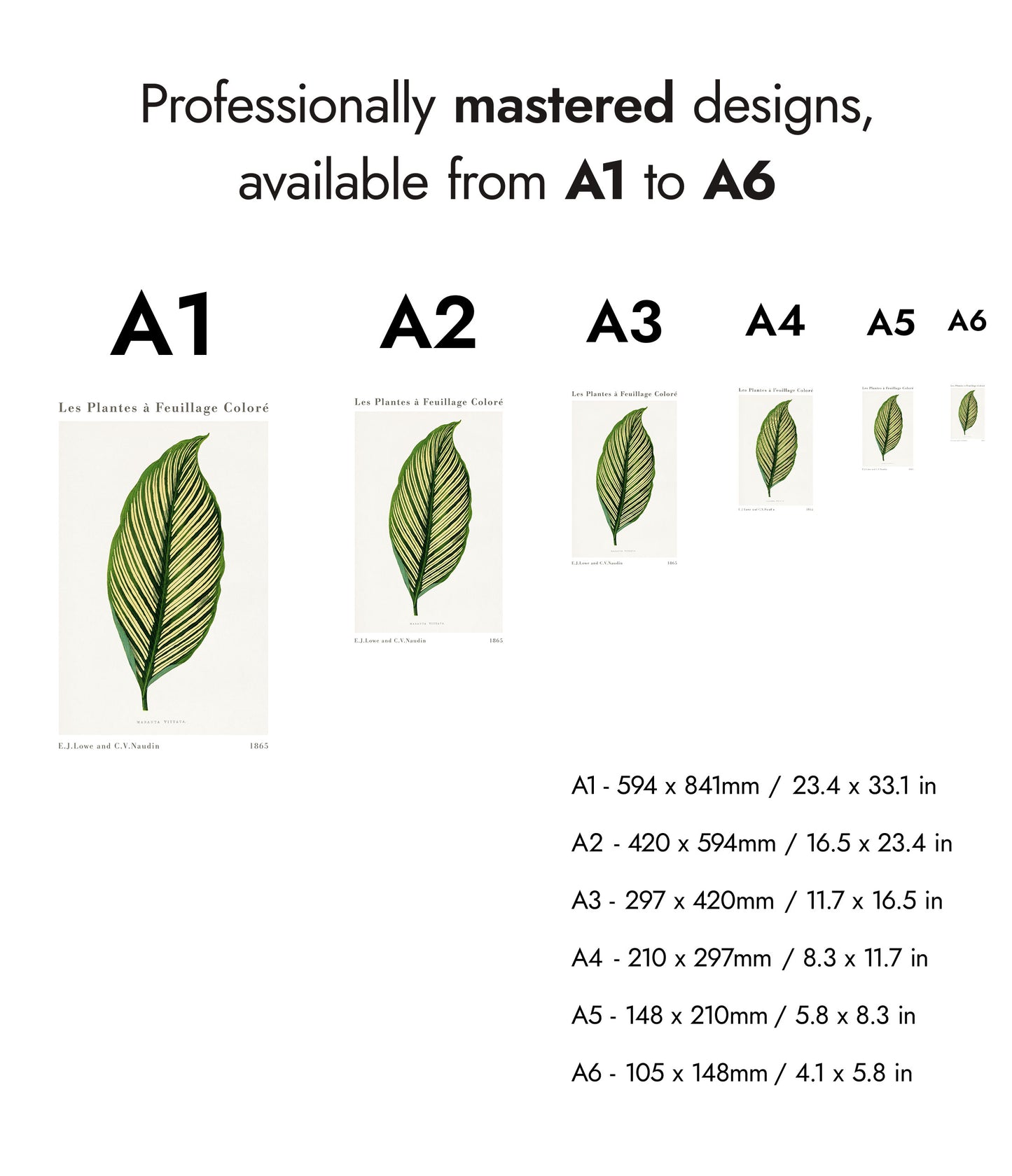 Groene Maranta Vittata