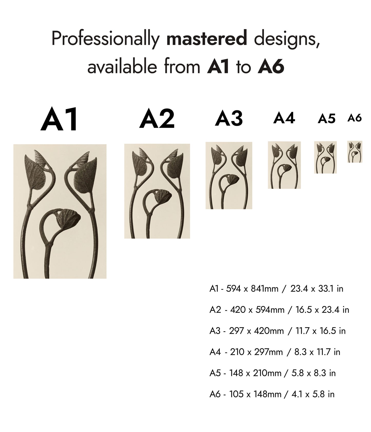 Tiges et feuilles d'Aristoloche