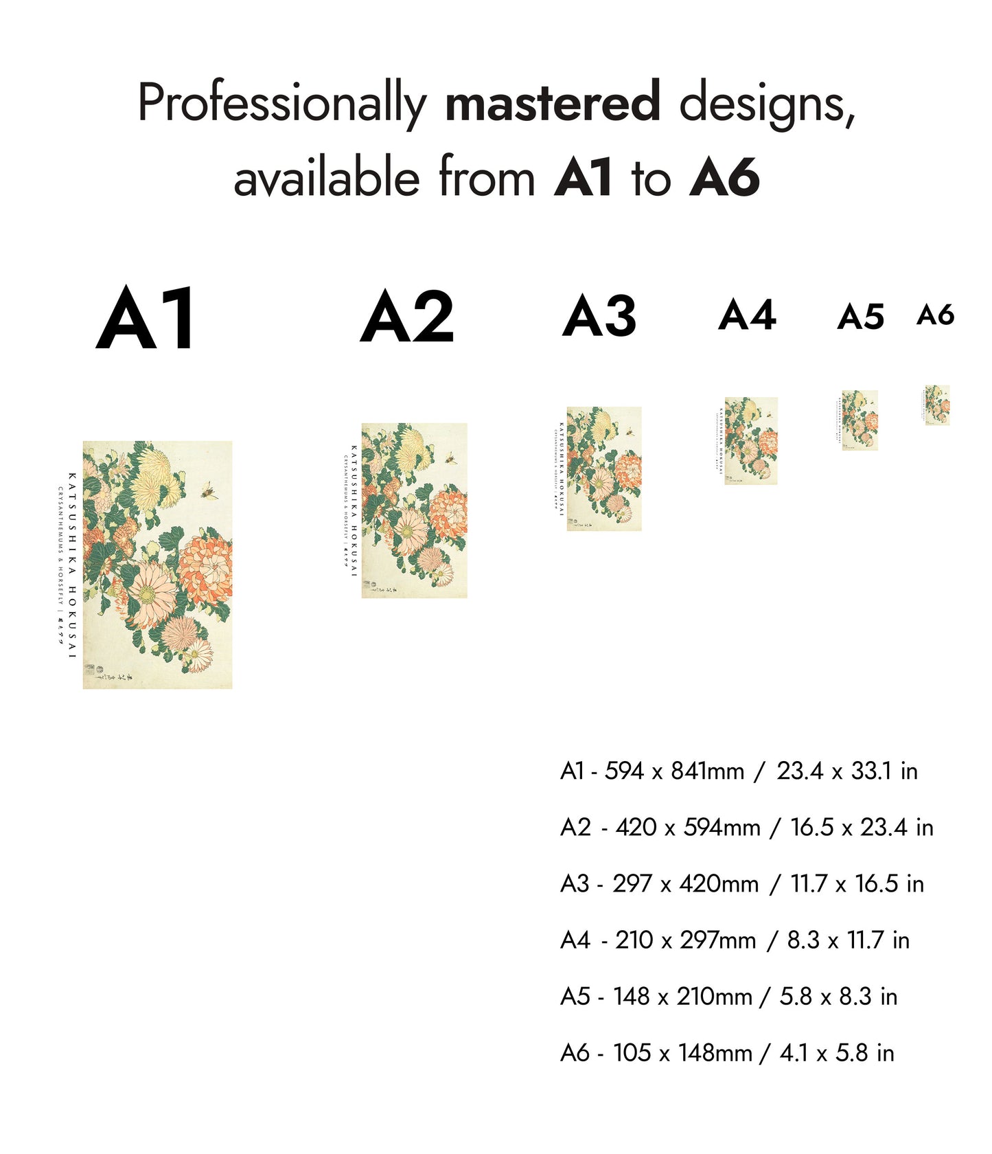 Chrysanthèmes & Mouche à cheval