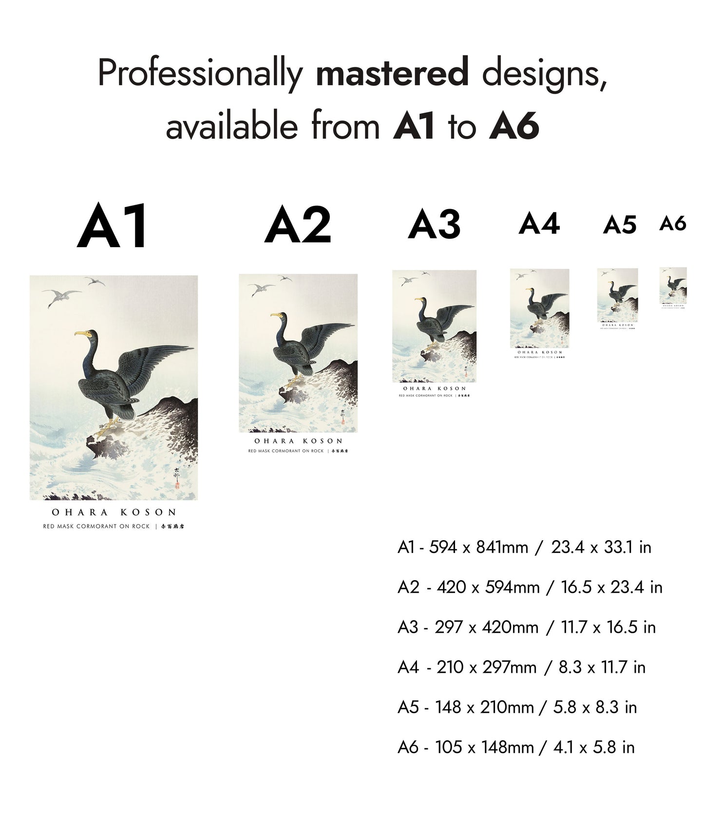 Red Mask Cormorant on Rock