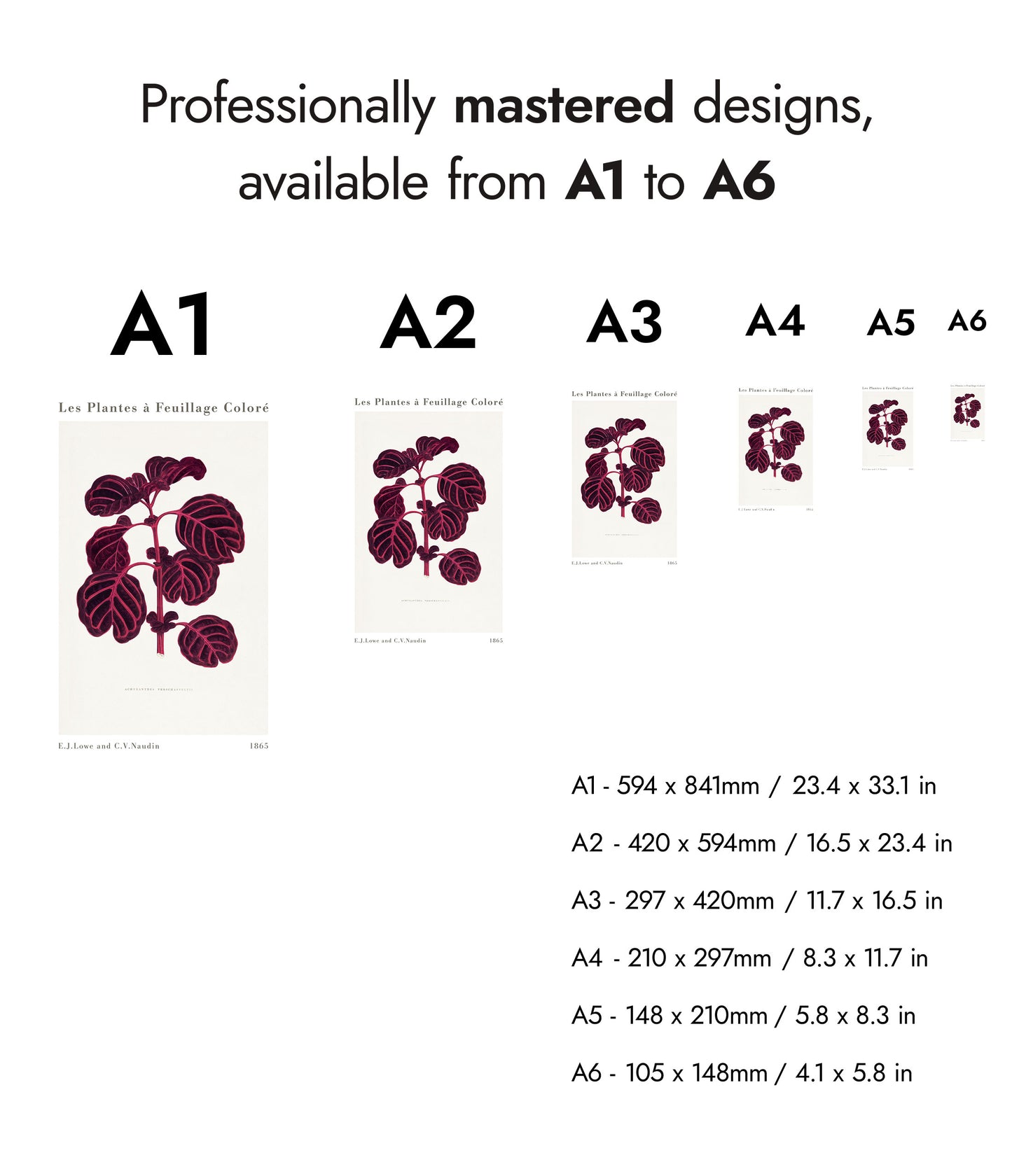 Roze Achyranthes Verschaffeltii