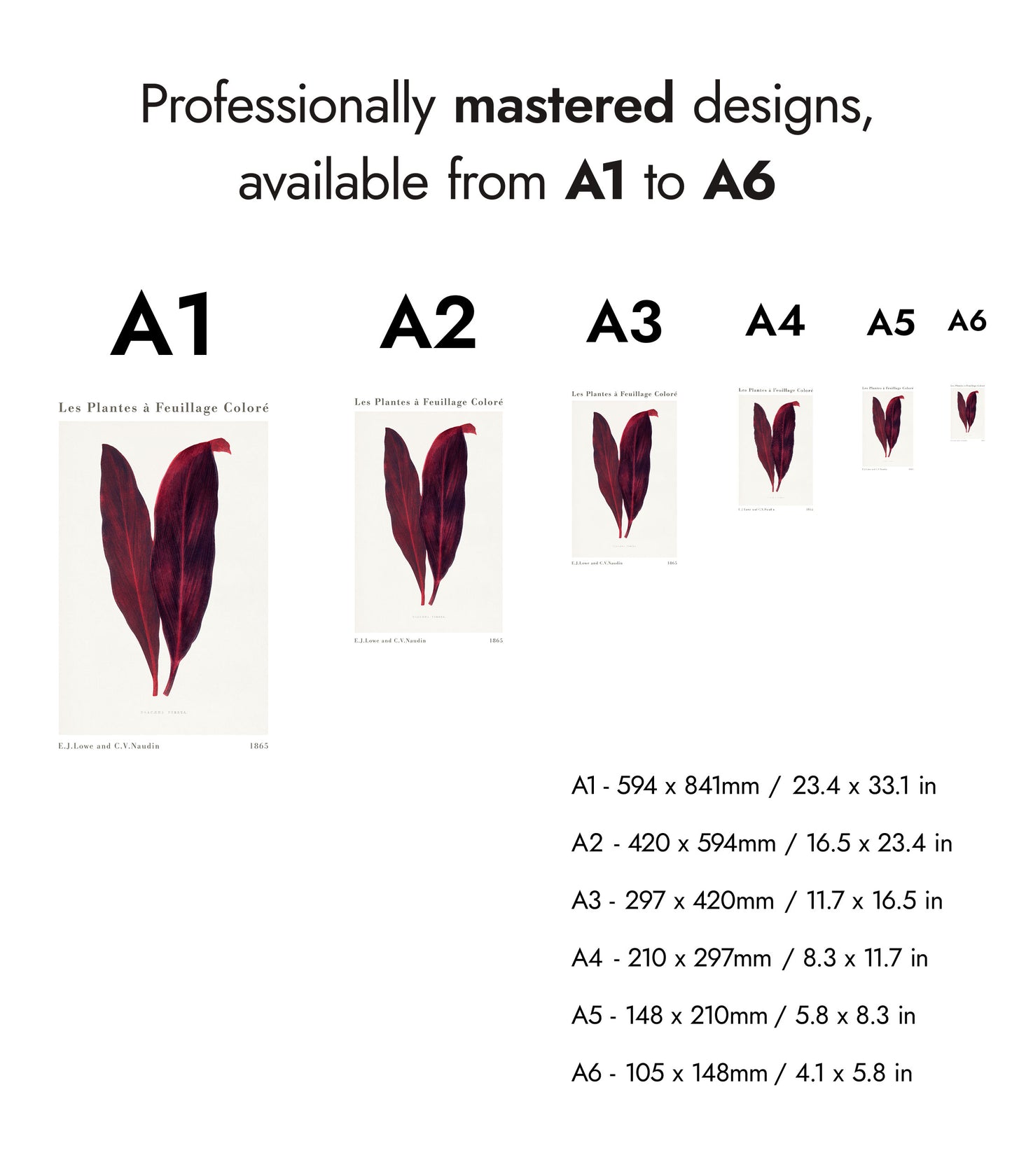 Roze Dracaena Ferrea