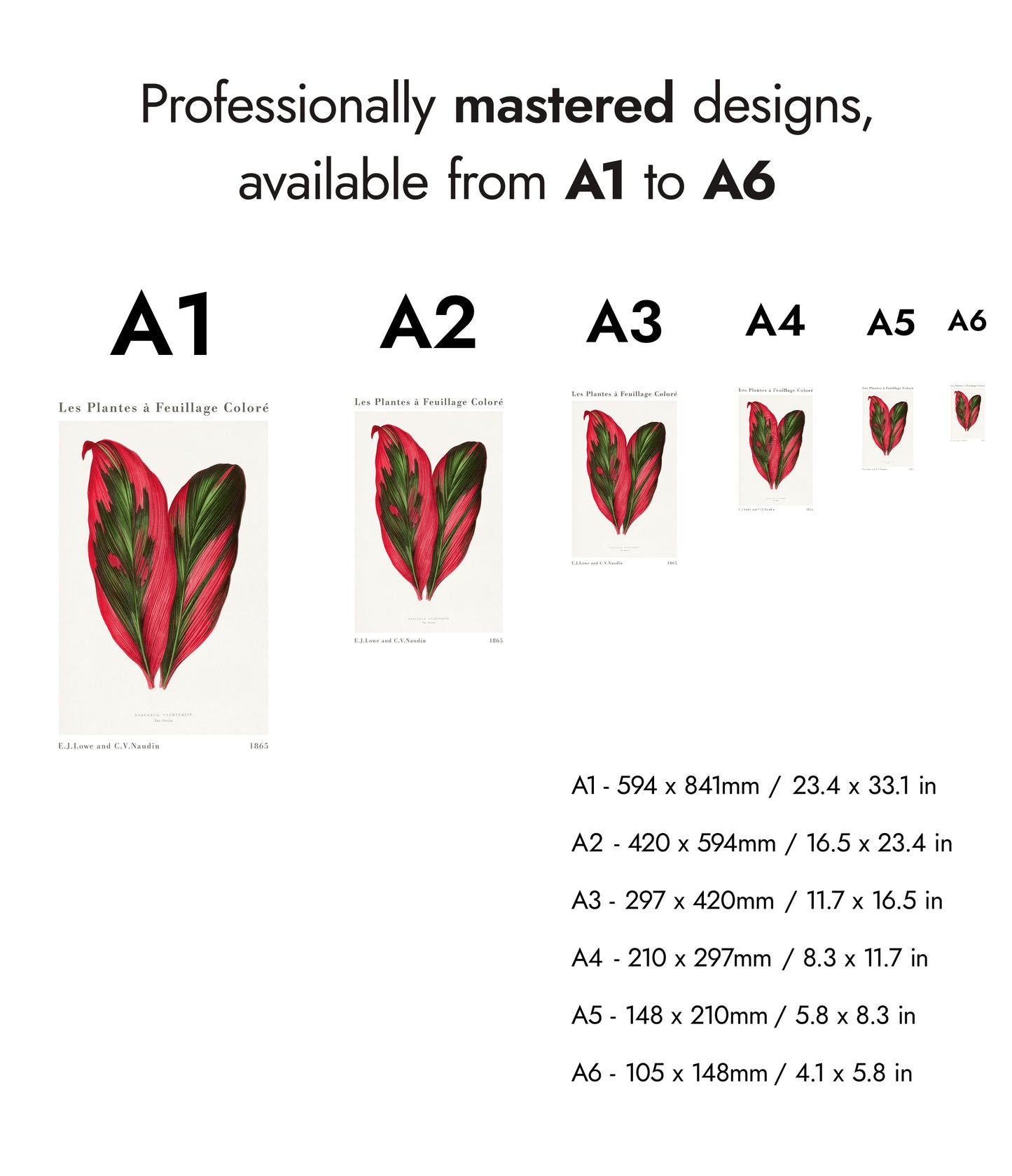 Roze Dracaena Terminalis