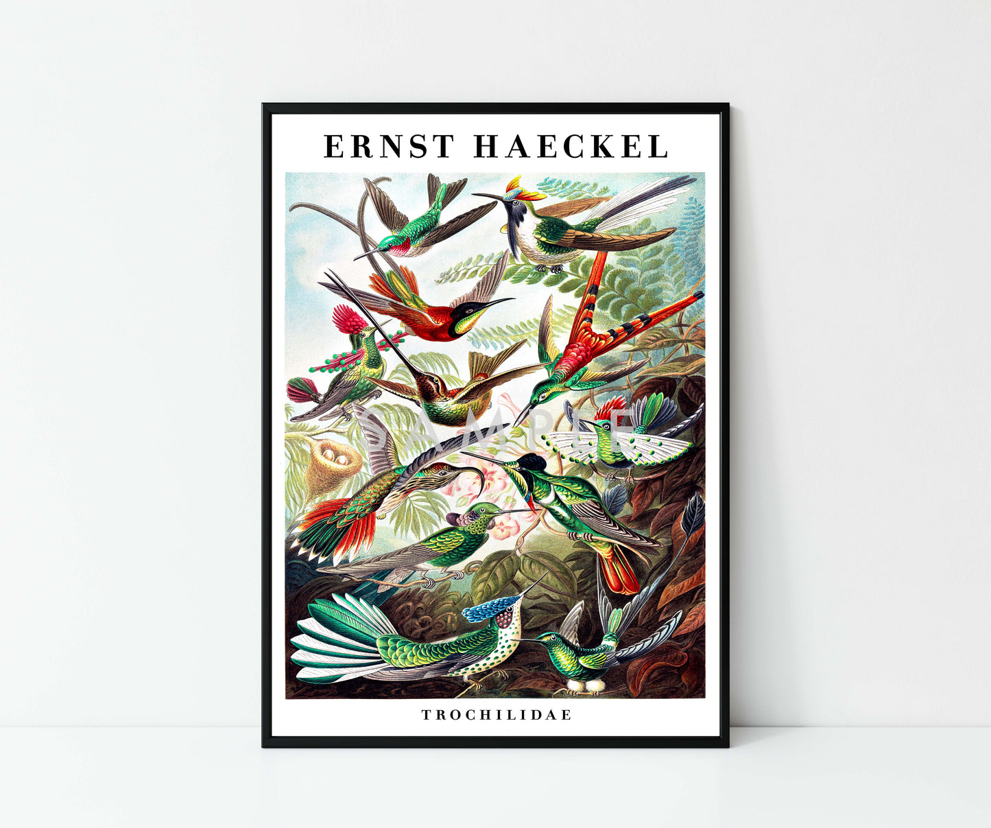 Ernst Haeckel - Set om 3
