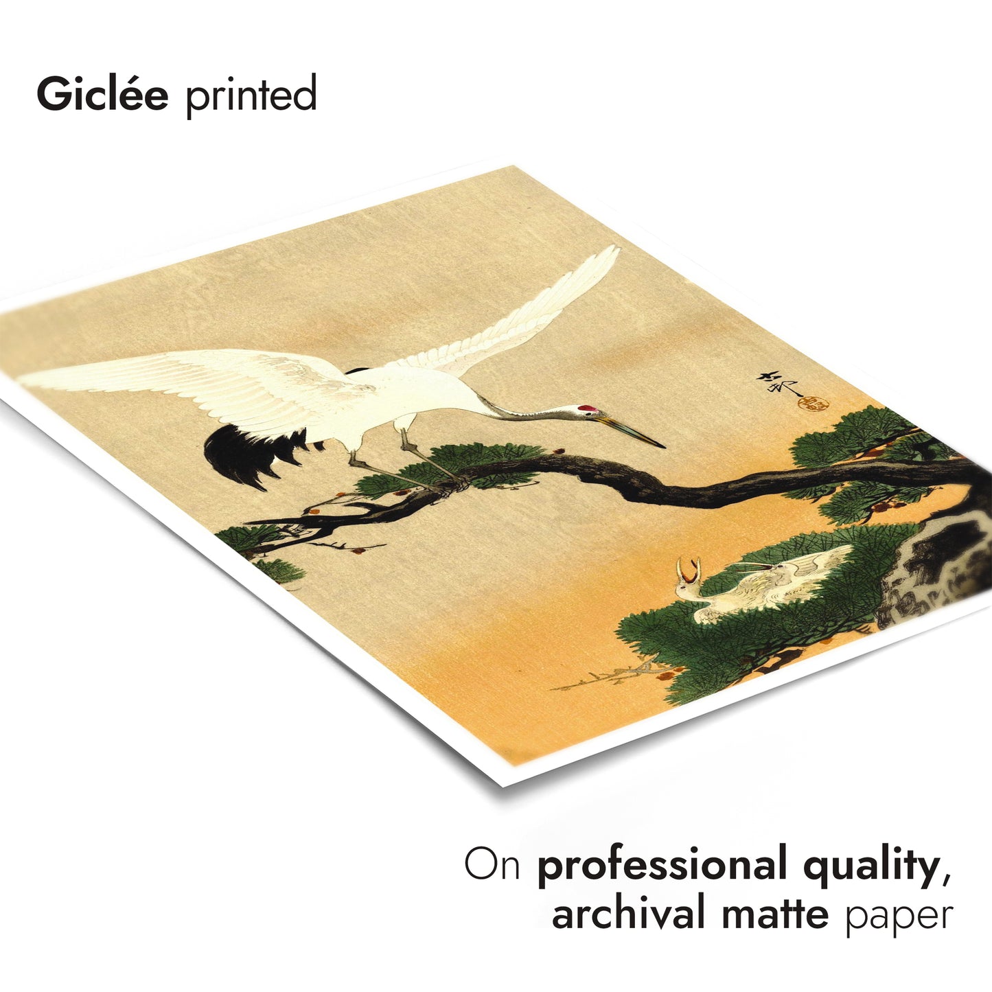 Kraan voedt haar kuikens