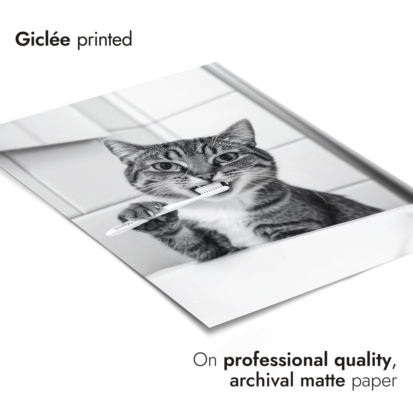 Badrum Katter Fotografi Trio