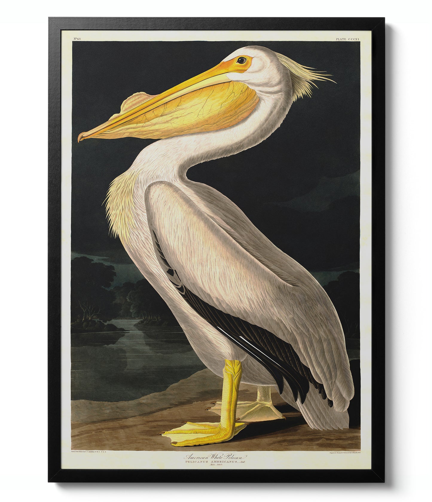 Birds of America - Set of 3