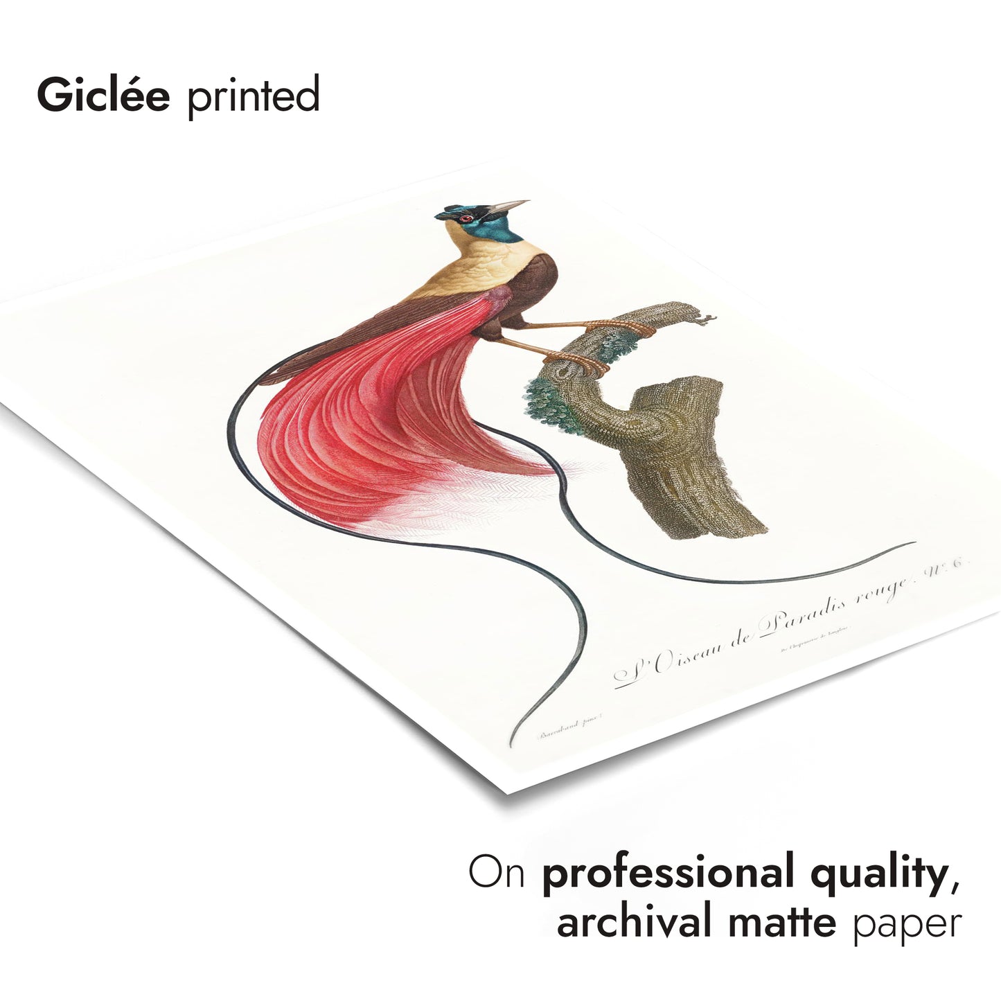 Red Bird of Paradise