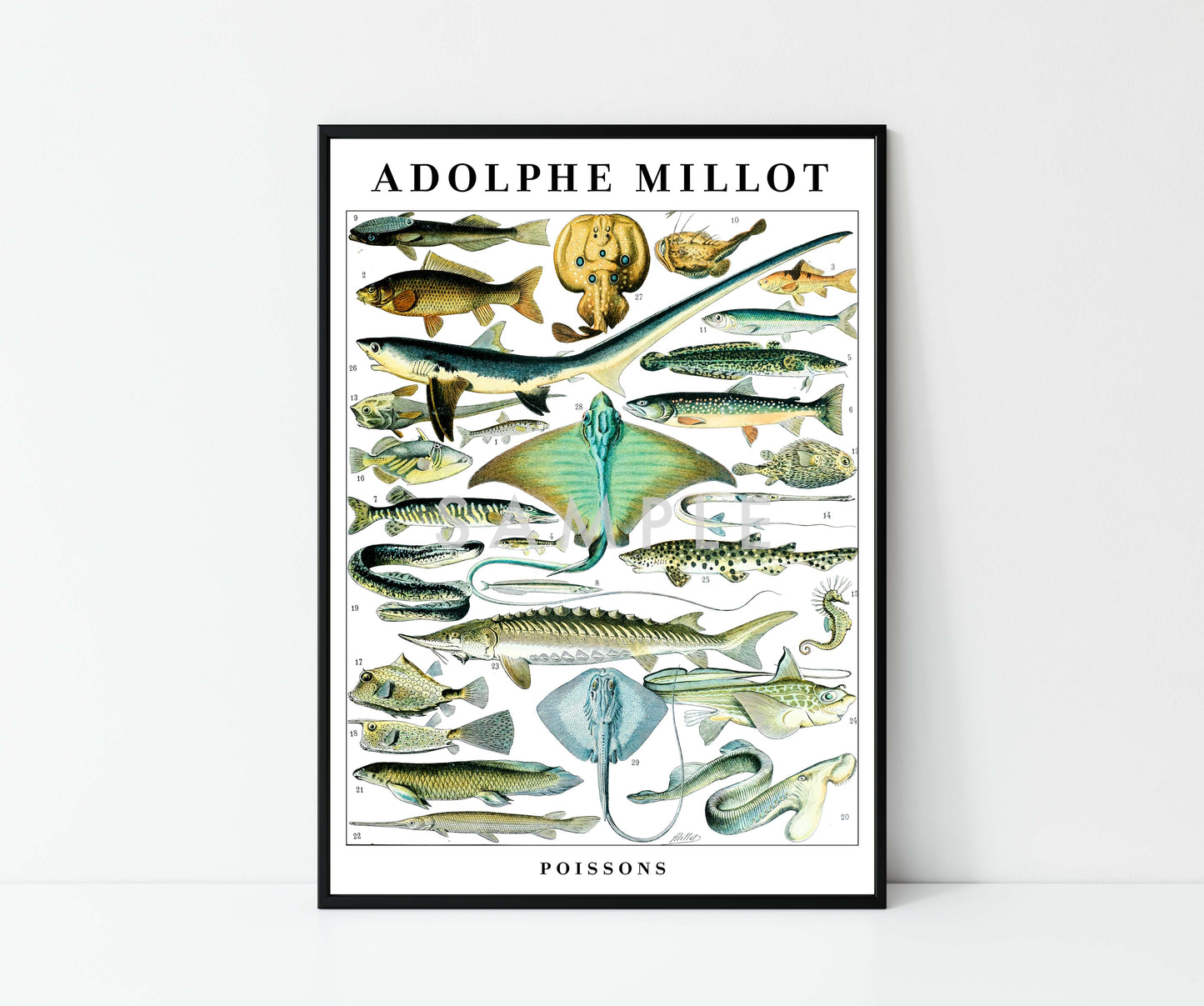 Adolphe Millot Vie Marine - Ensemble de 3