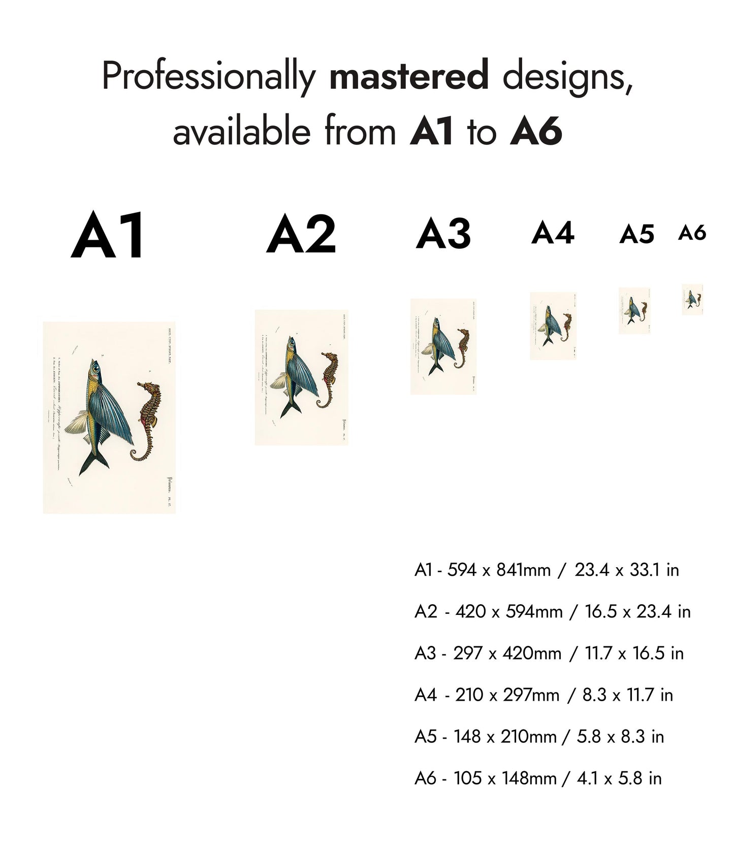 Seepferdchen & fliegender Fisch