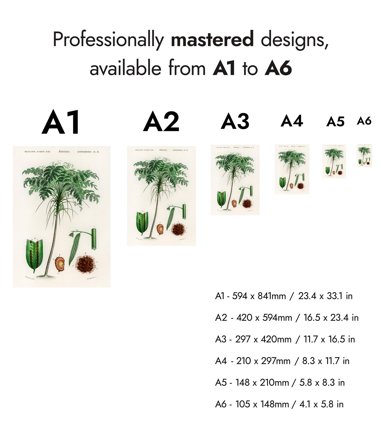 Trichipteris Excelsao