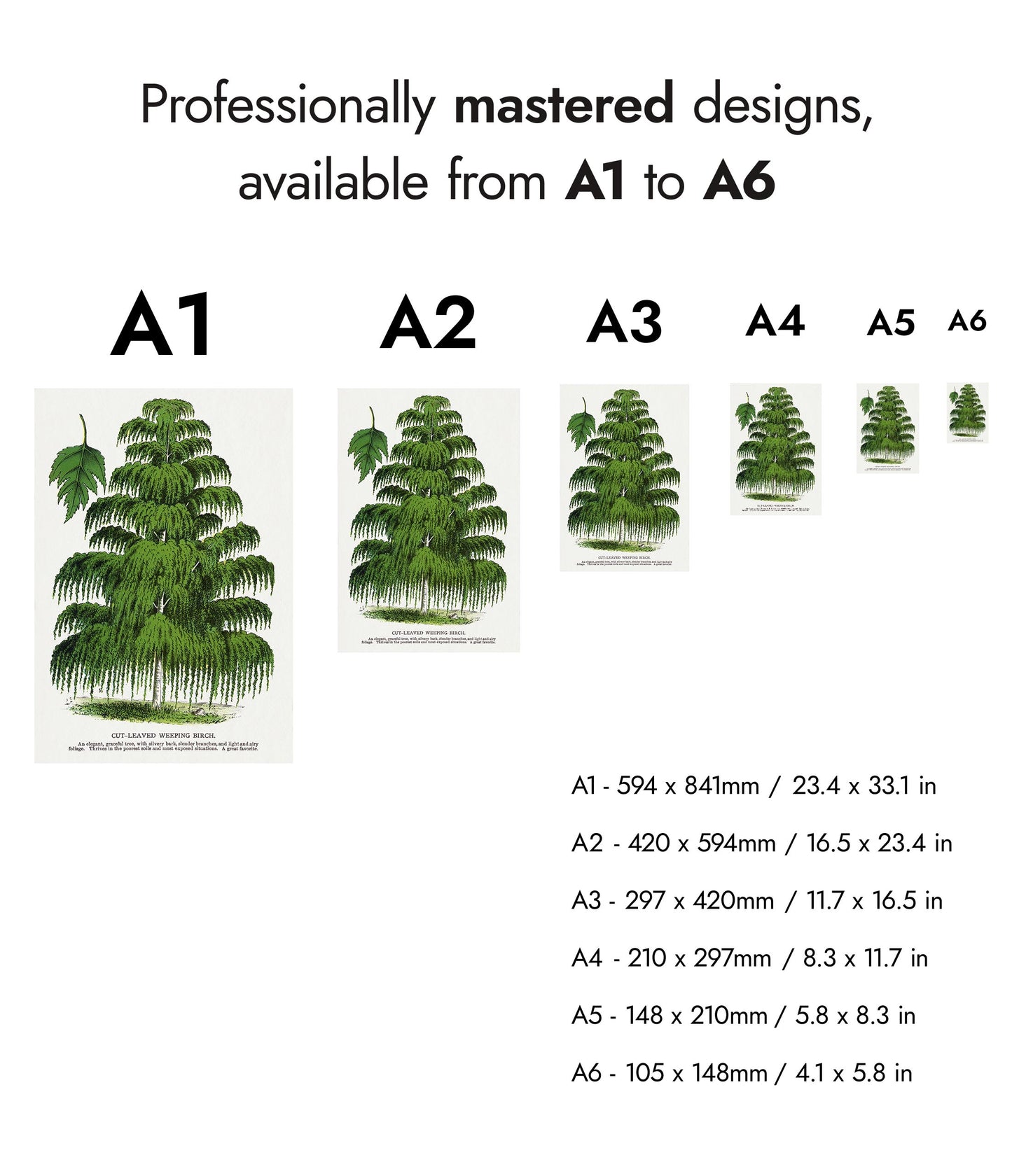 Skärbladig hängbjörk