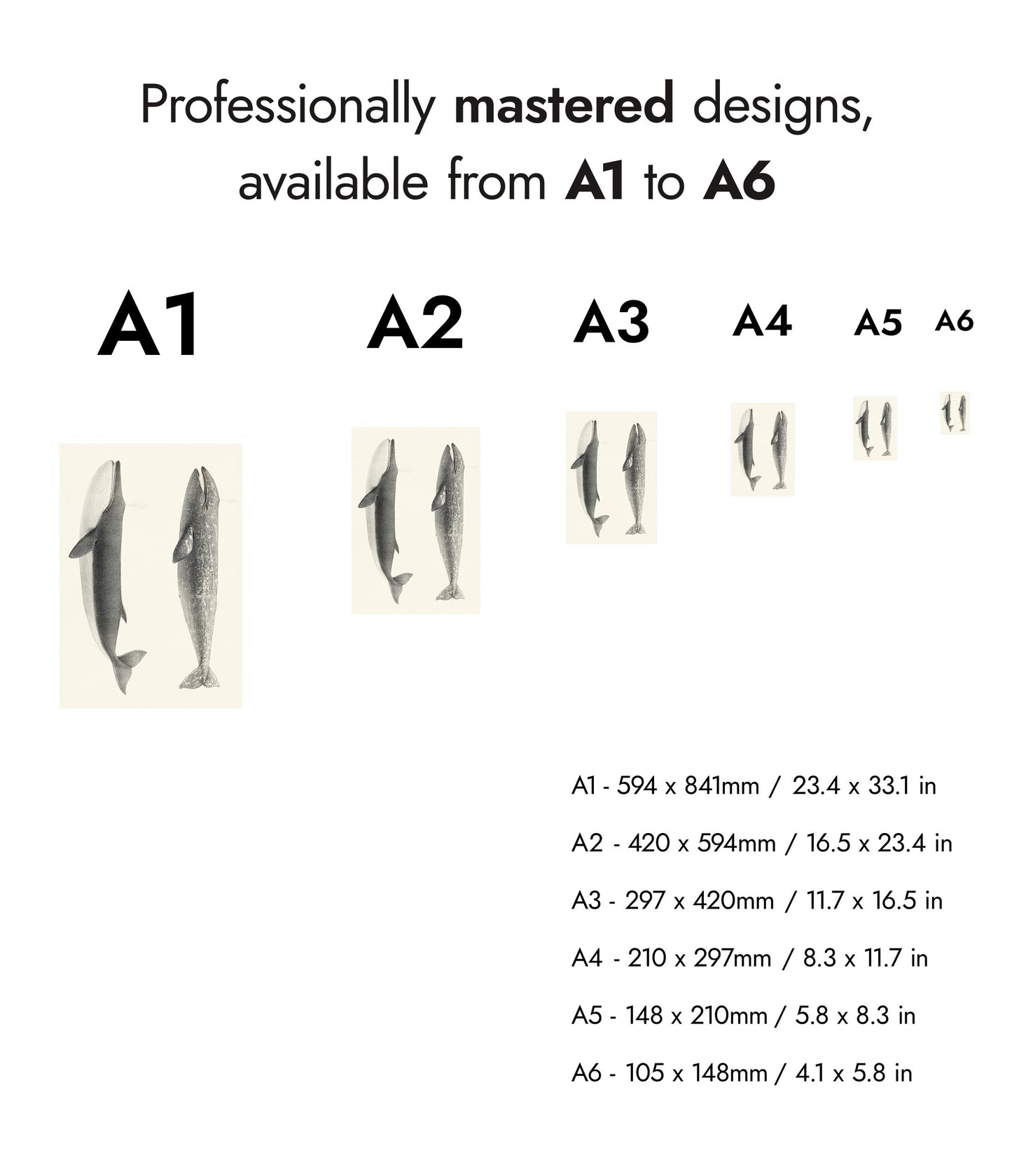 California Grey Whales