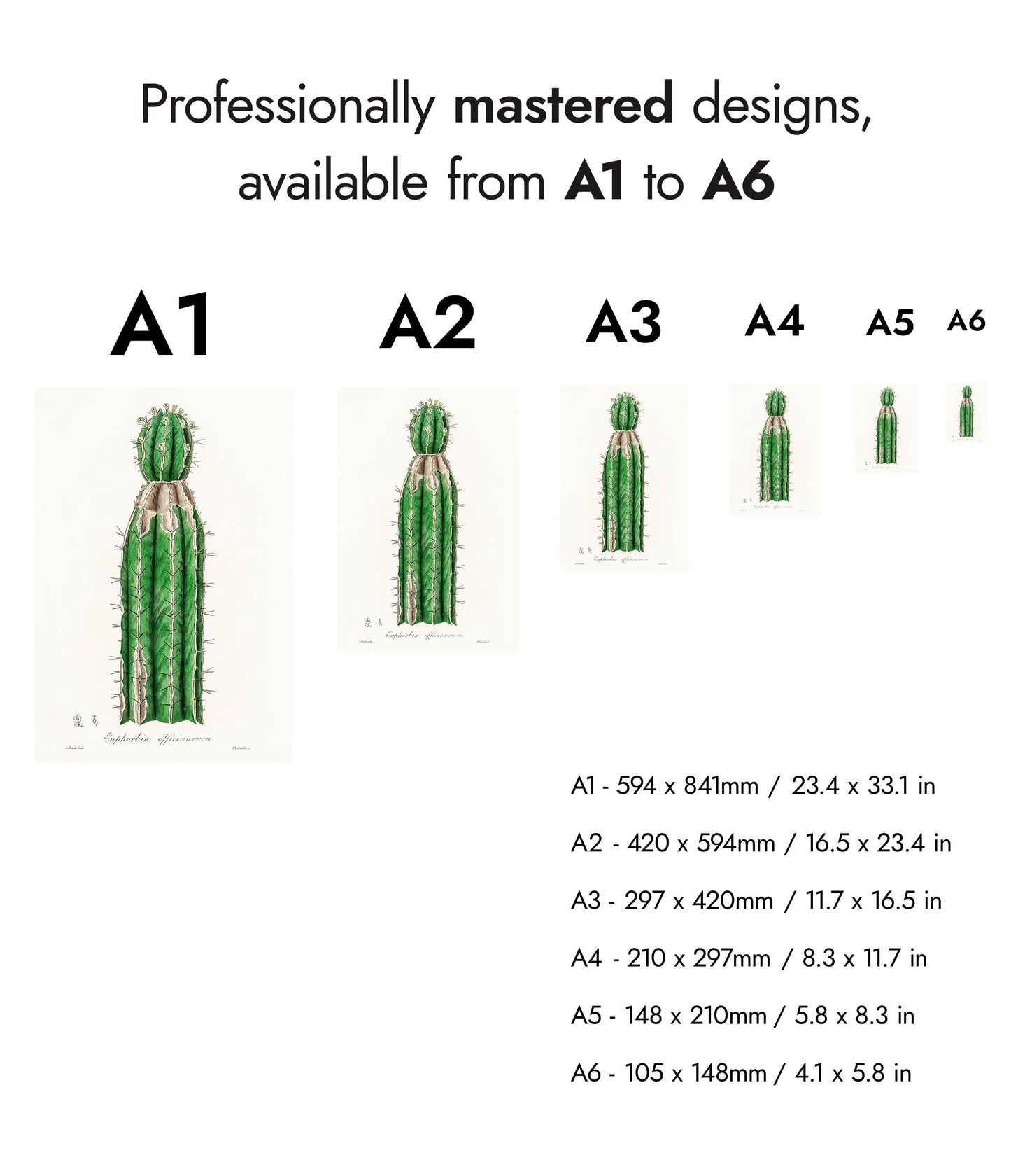 Euphorbia Officinarum