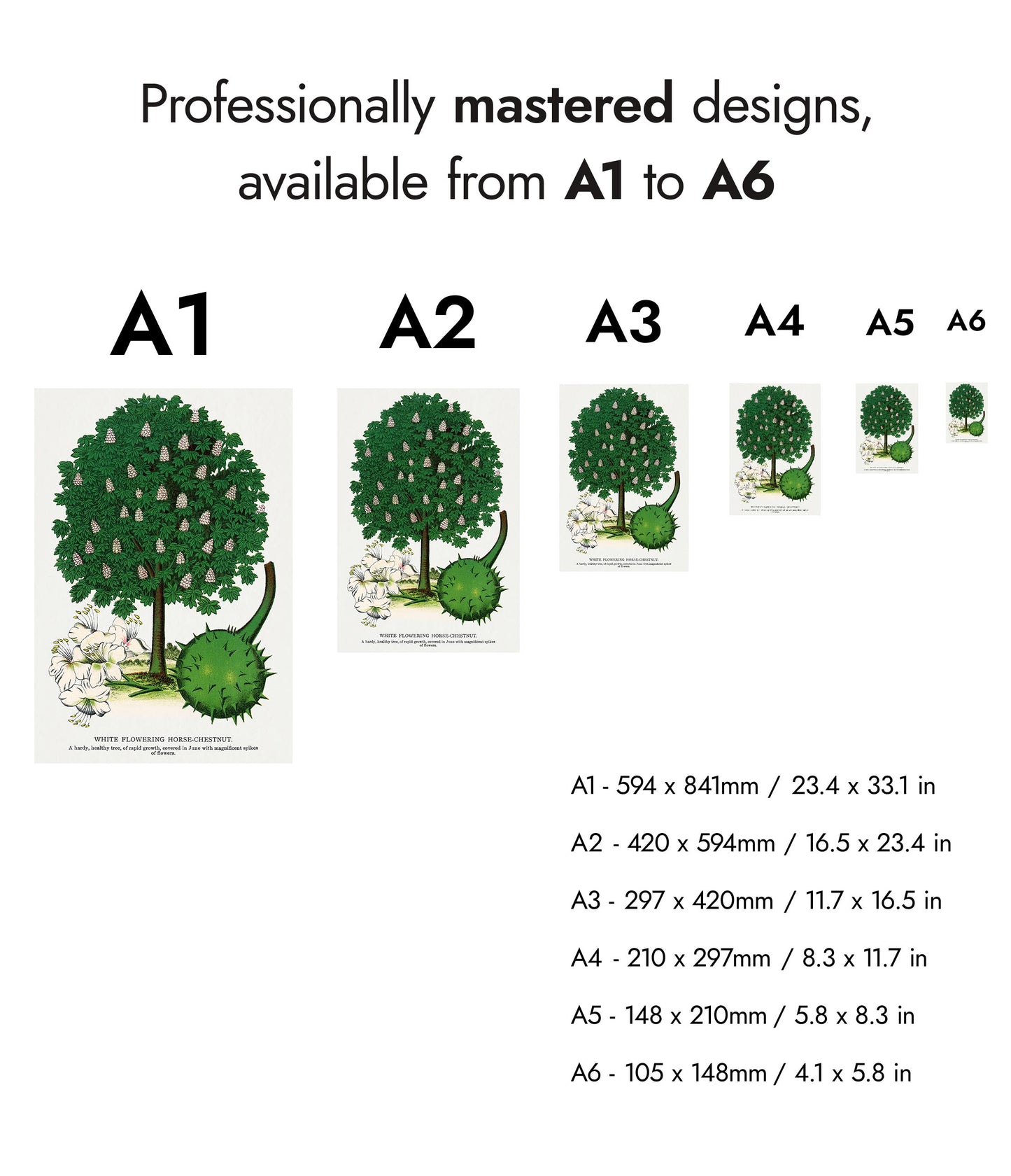 Wit Bloeiende Paardenkastanje
