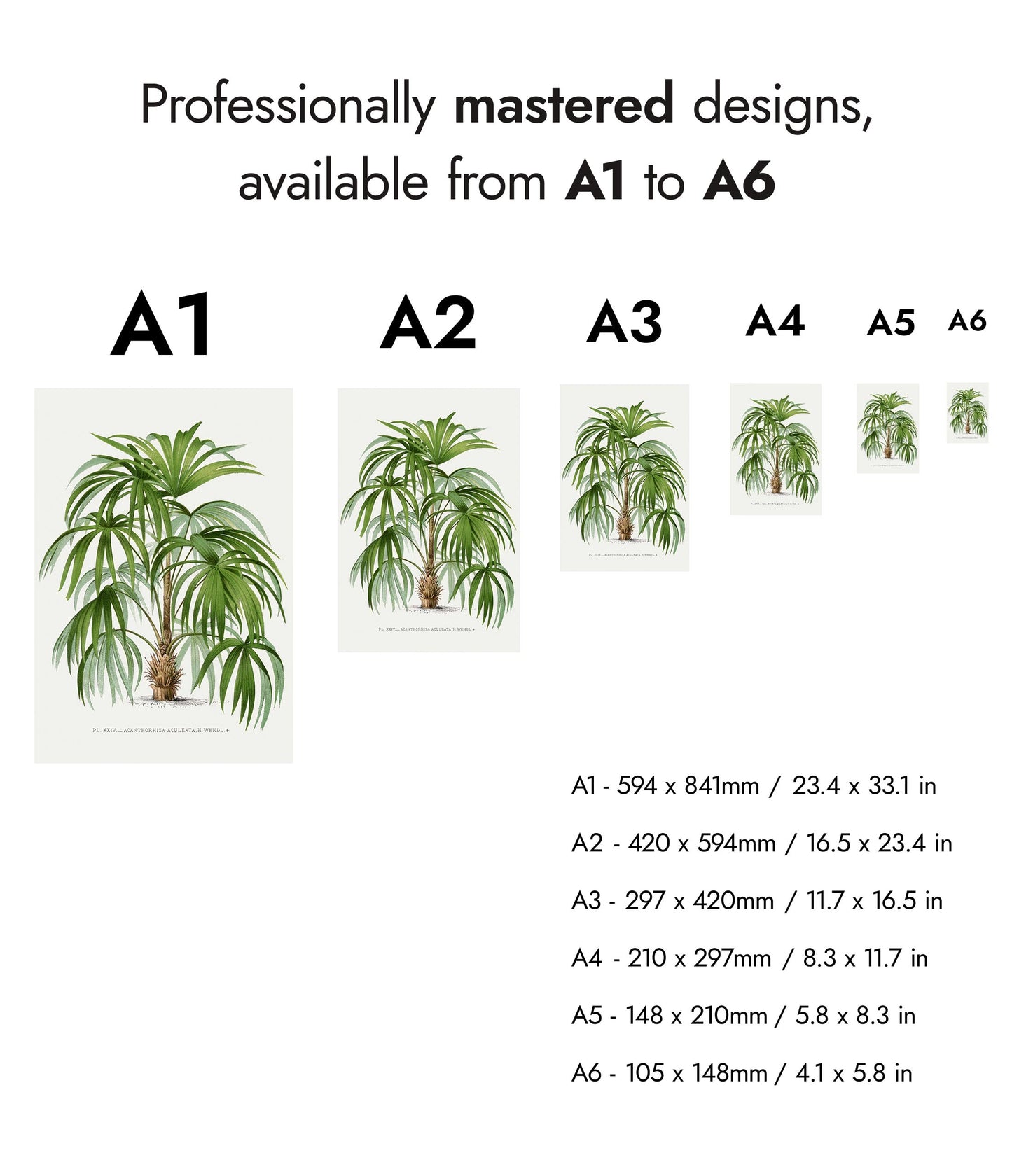 Acanthorhiza Aculeata
