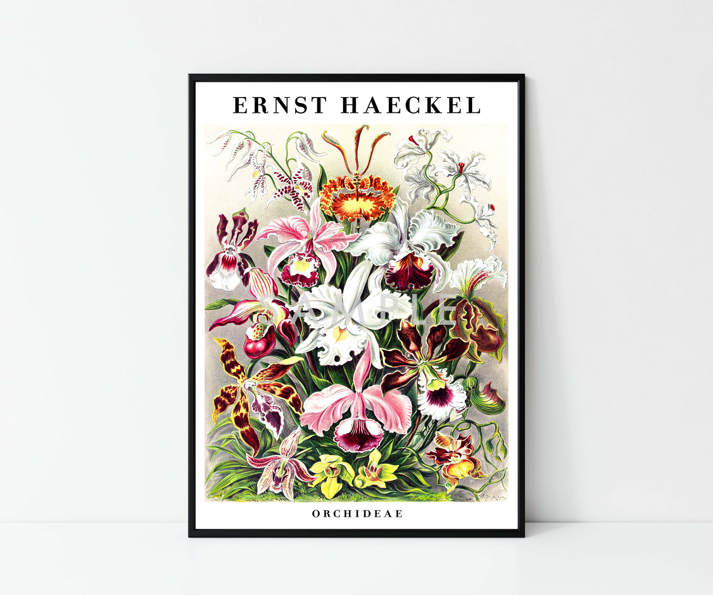 Ernst Haeckel - Set aus 3