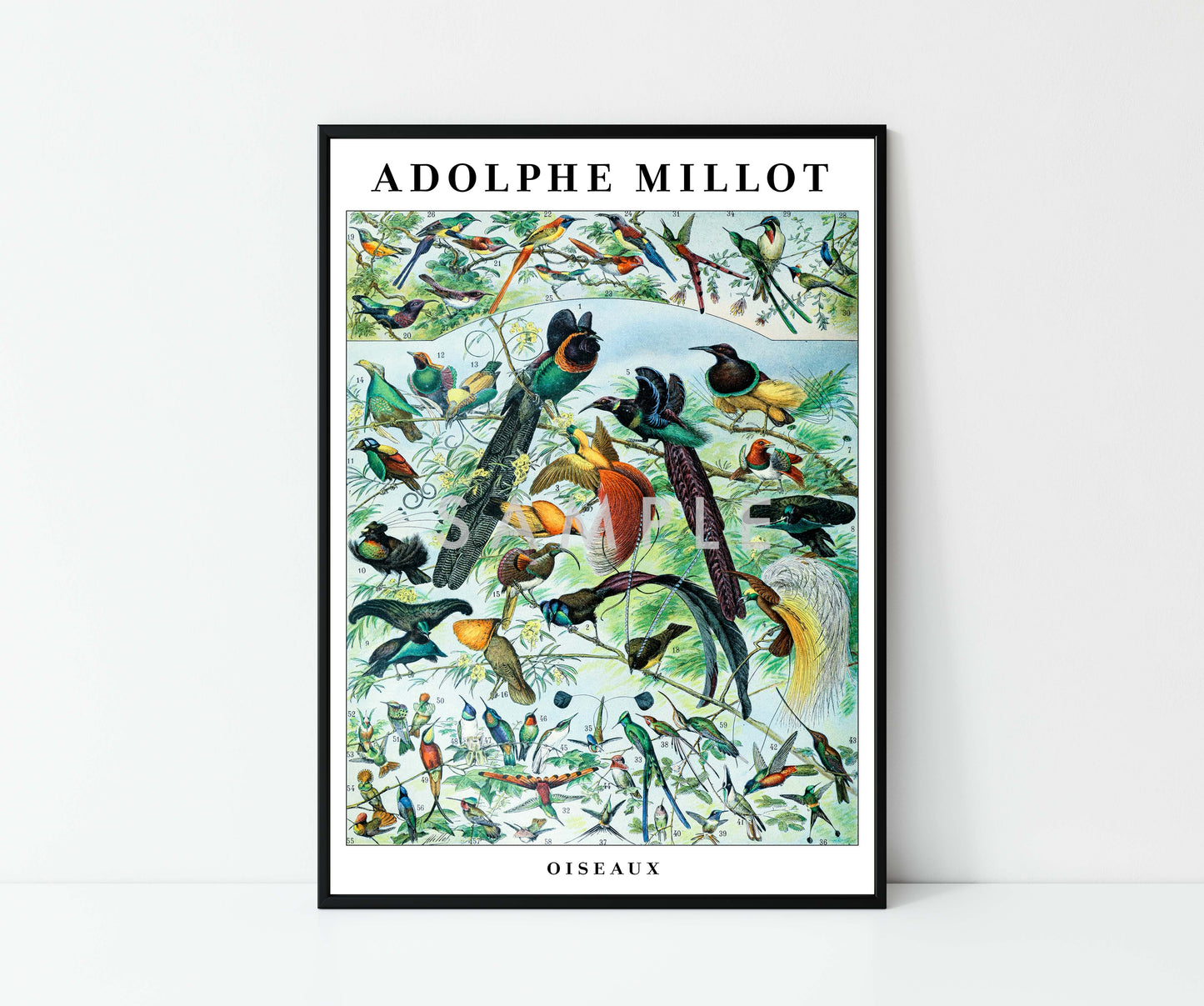 Adolphe Millot Birds - Set of 3