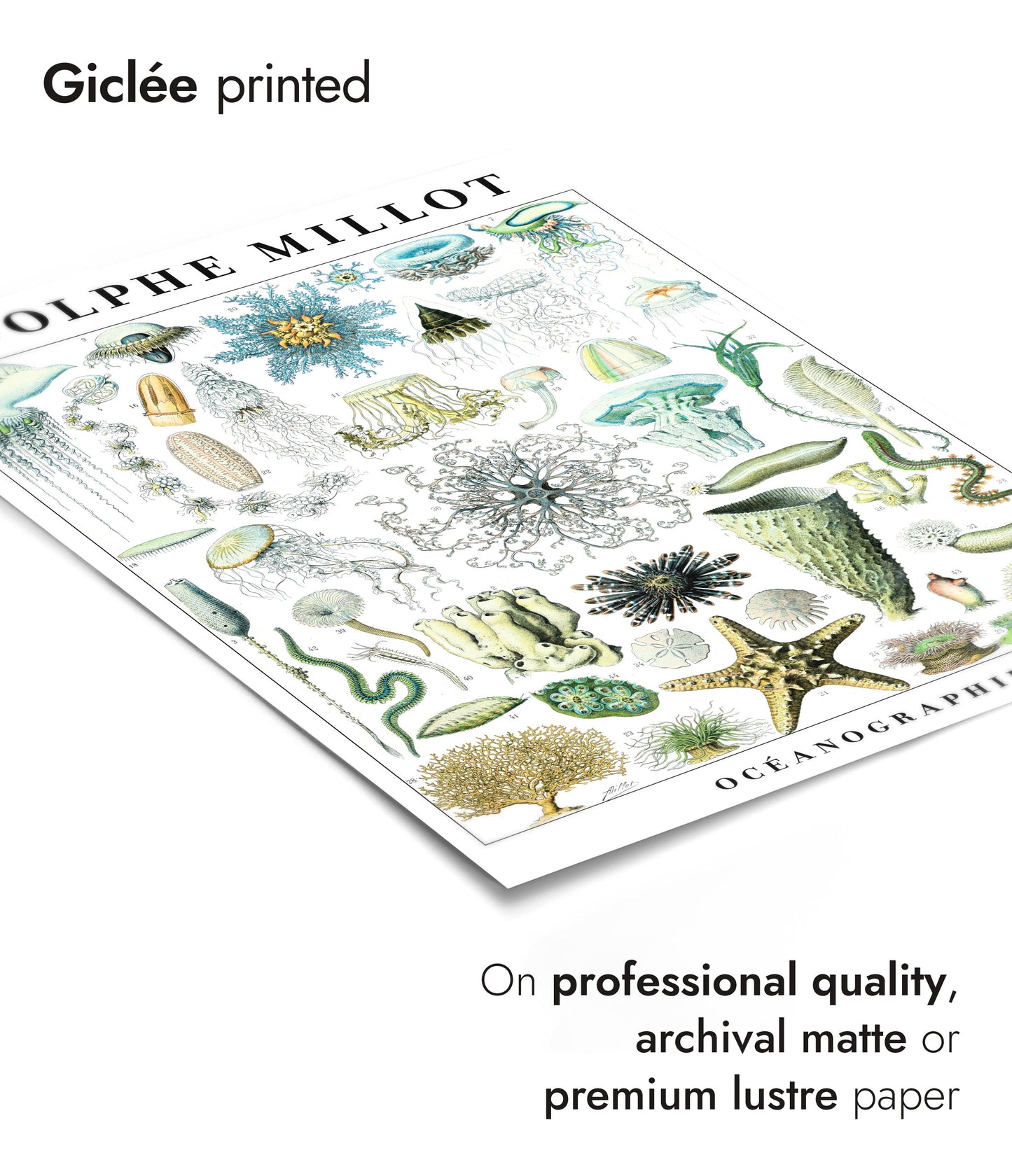 Adolphe Millot Vie Marine - Ensemble de 3