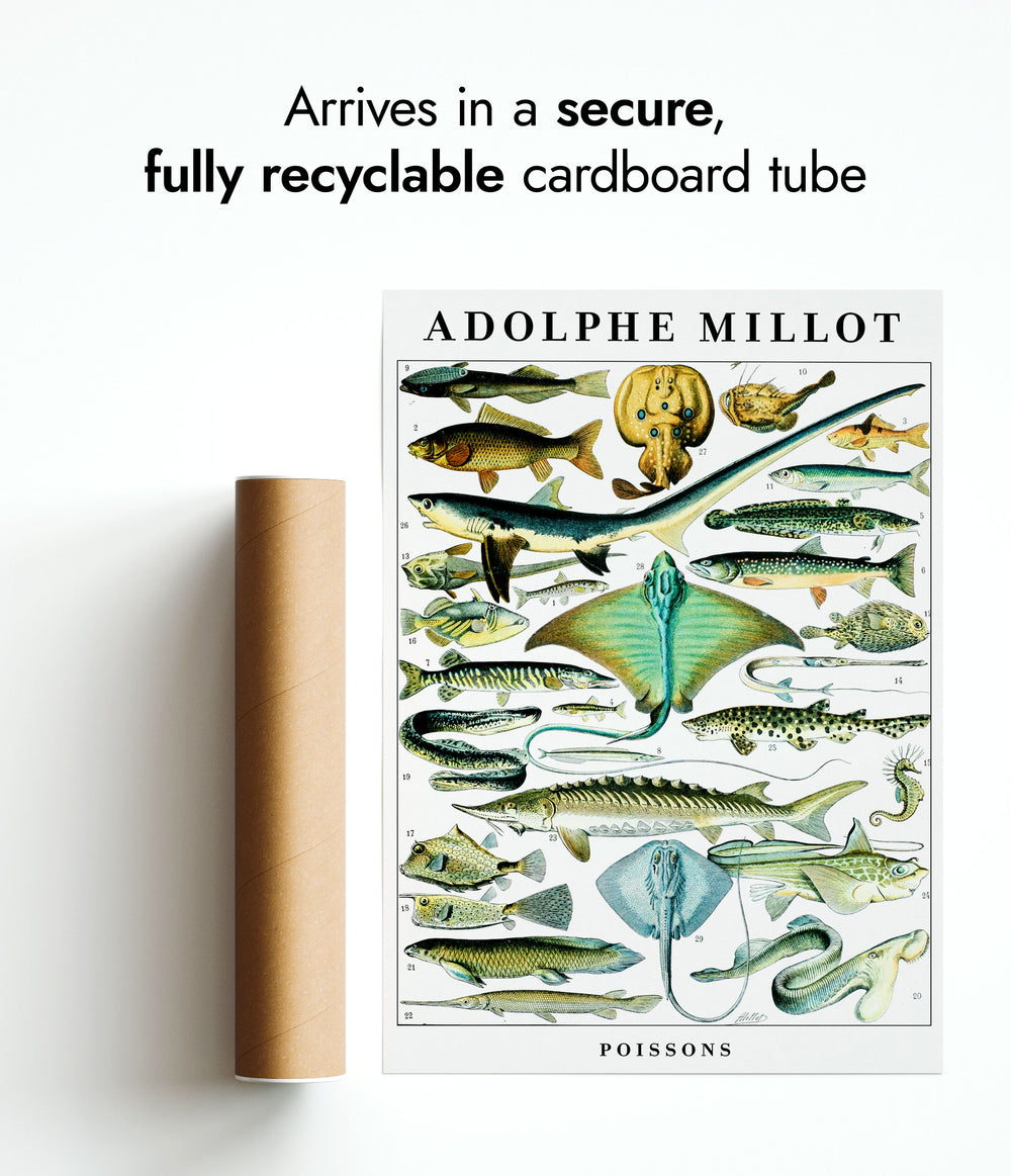 Fish - Adolphe Millot, Nature & Wildlife