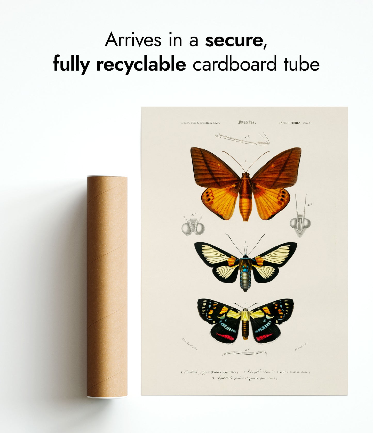 Fjärilar och nattfjärilar