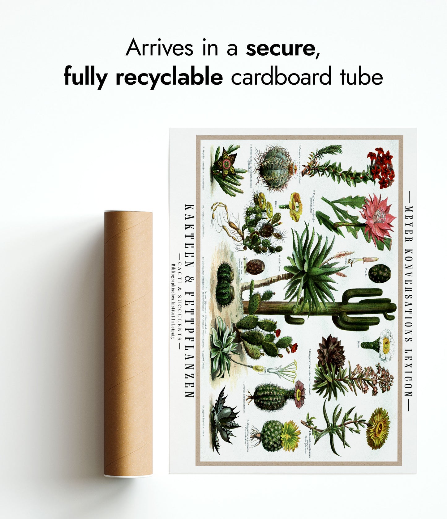 Cactus et plantes succulentes