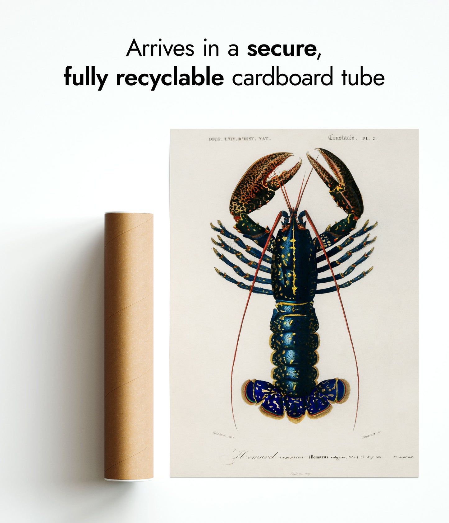 Écrevisse cramoisie