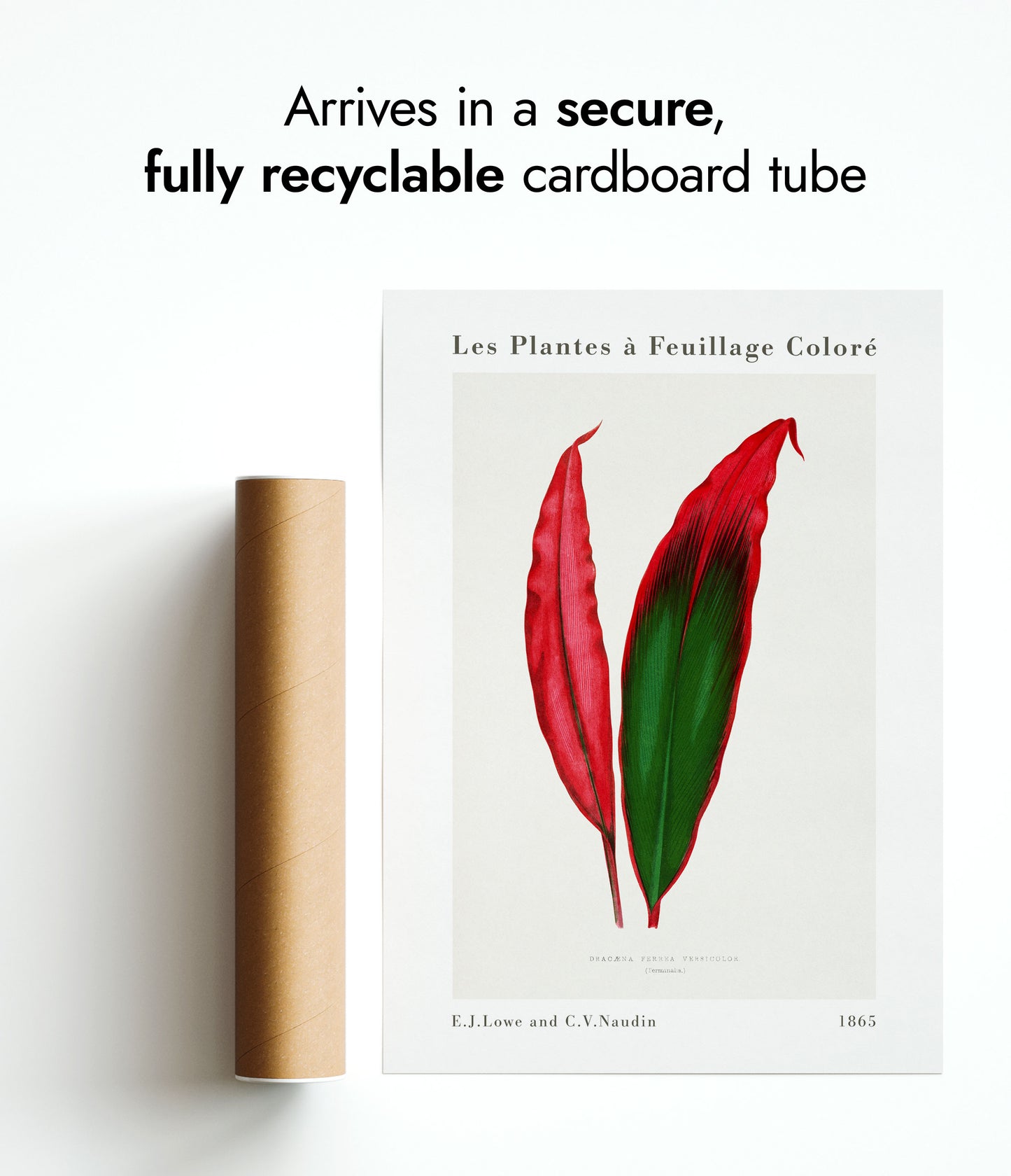 Feuille de Dracaena Ferrea