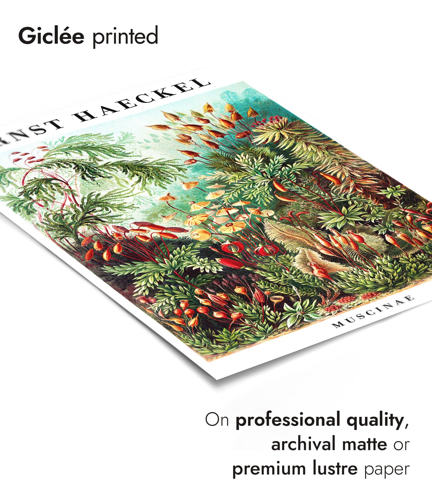 Ernst Haeckel - Set aus 3