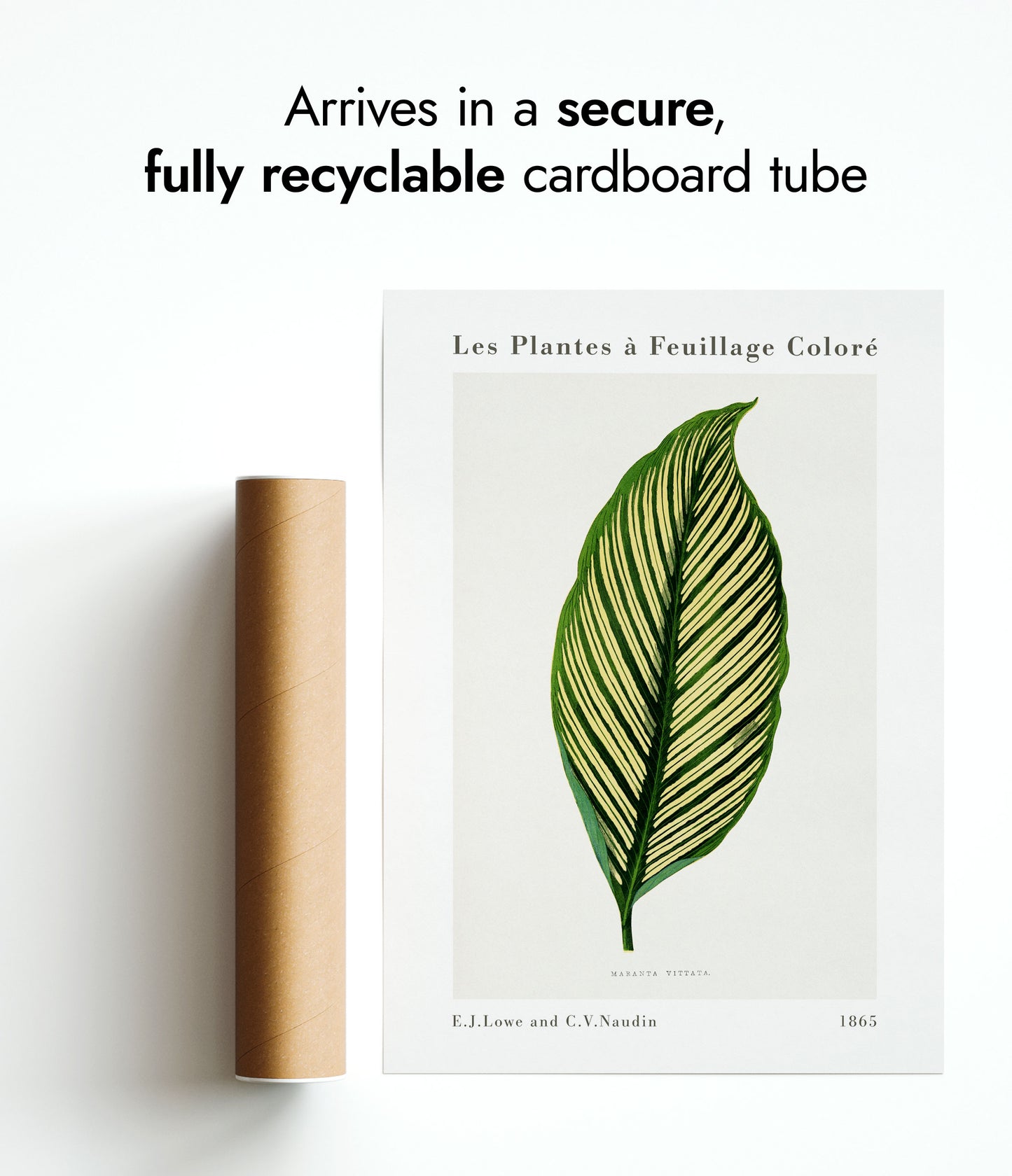 Groene Maranta Vittata