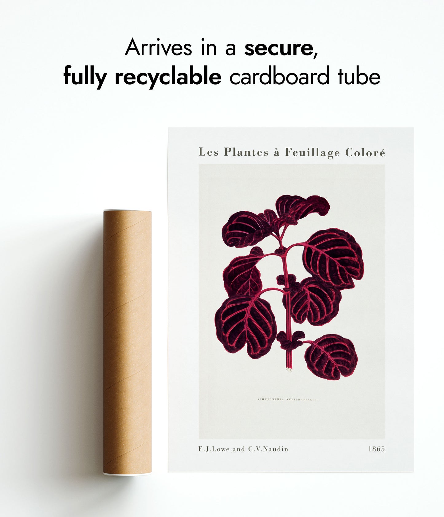 Roze Achyranthes Verschaffeltii