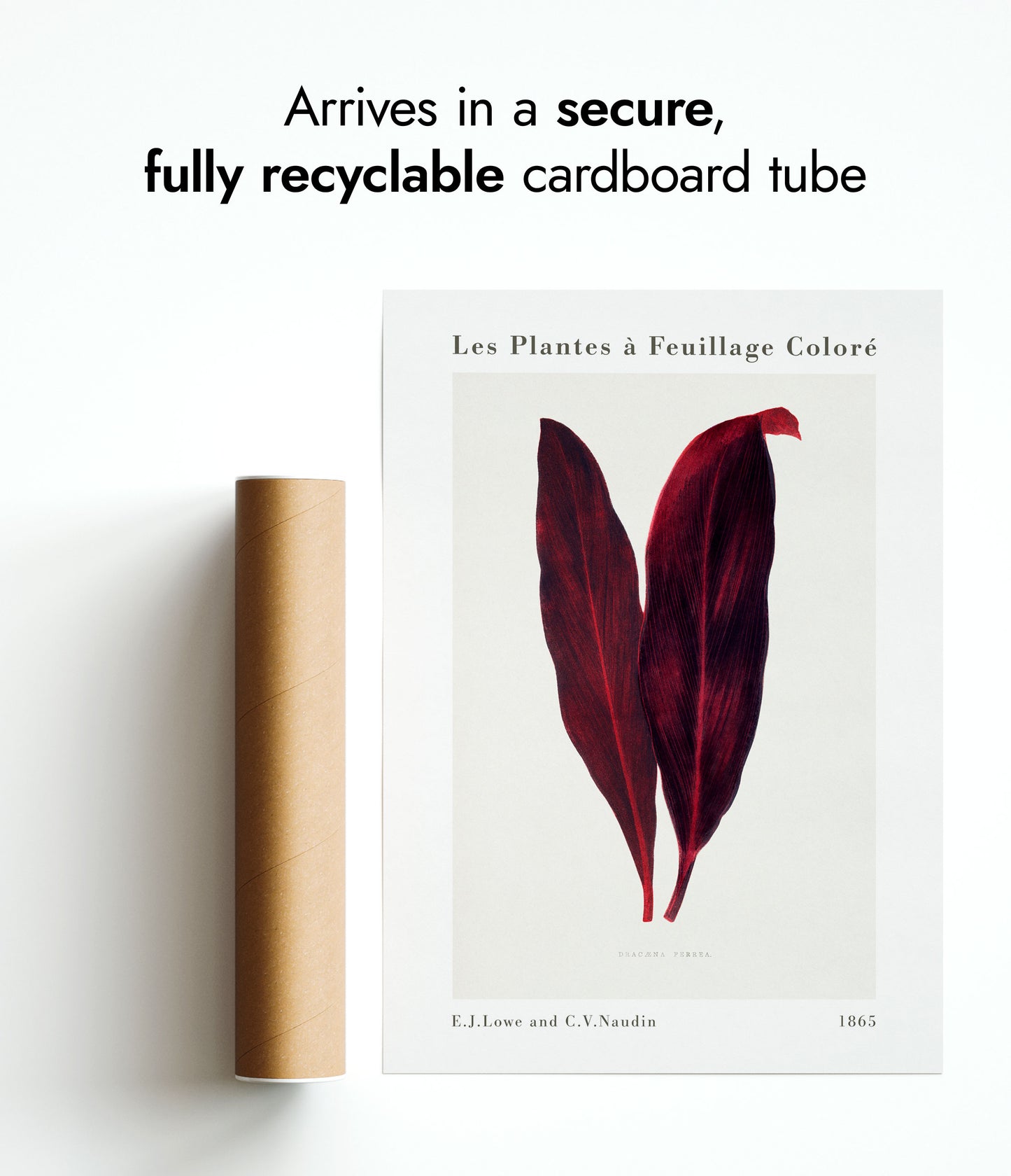 Roze Dracaena Ferrea