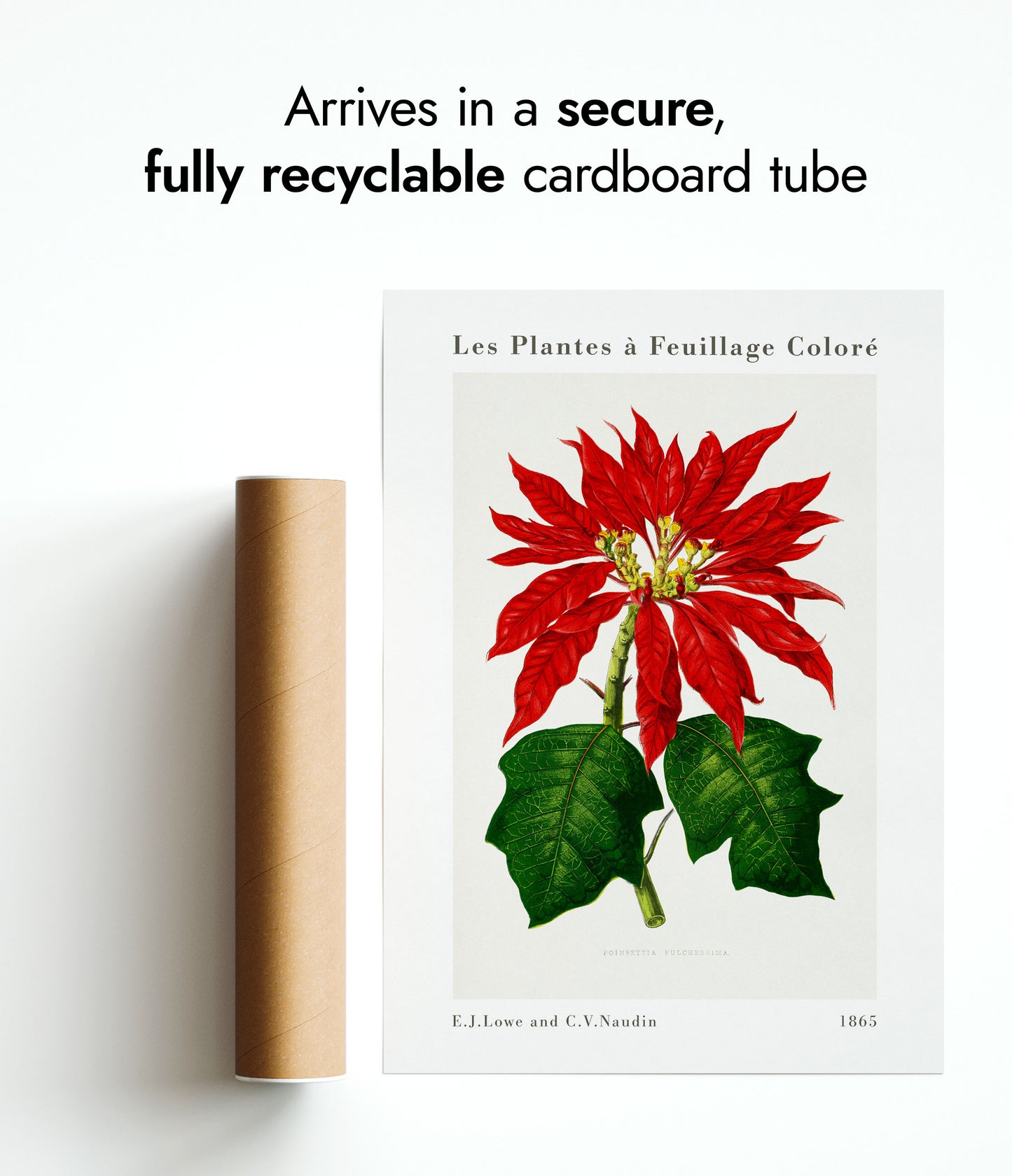 Poinsettia Pulcherrima