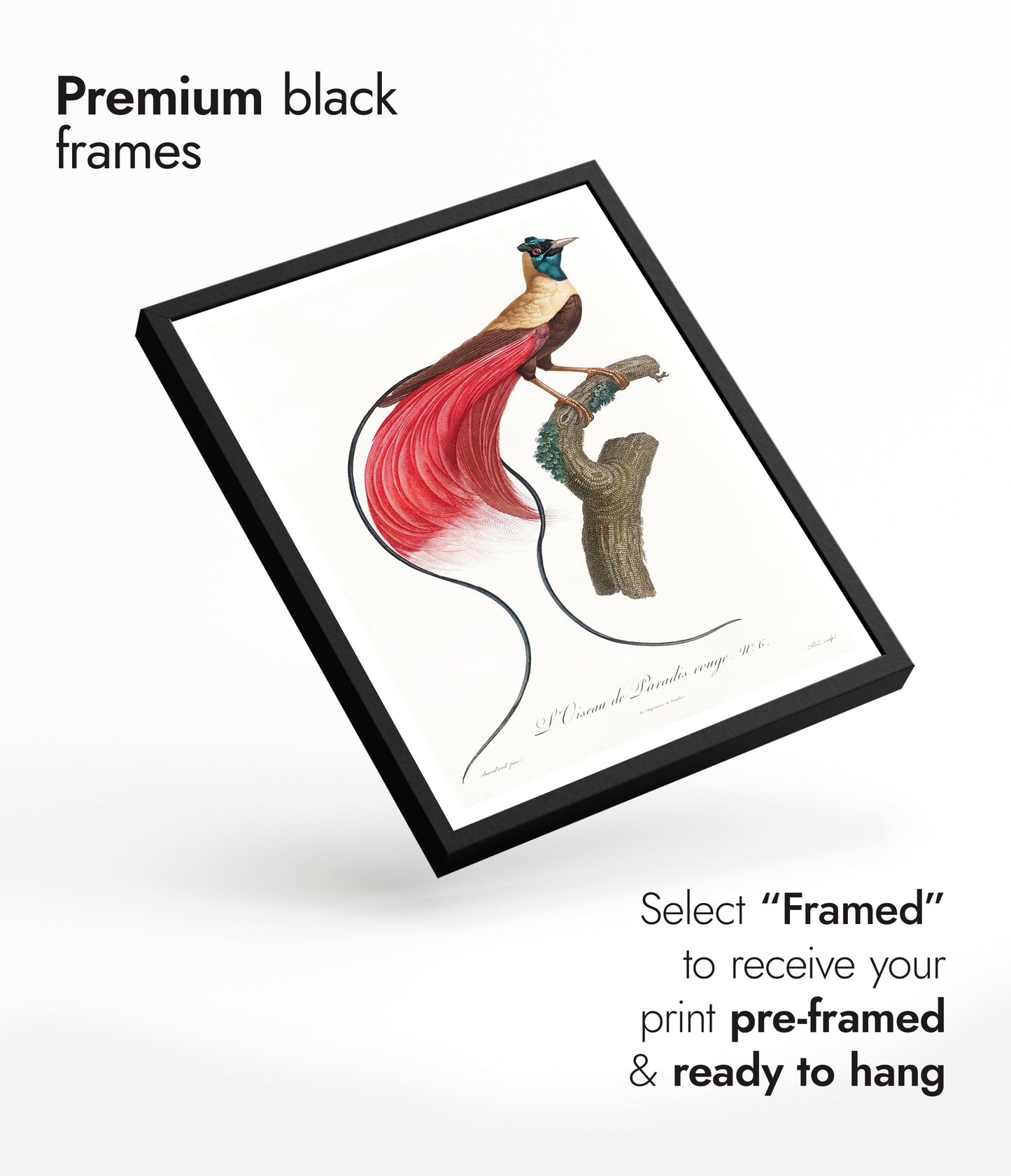 Red Bird of Paradise