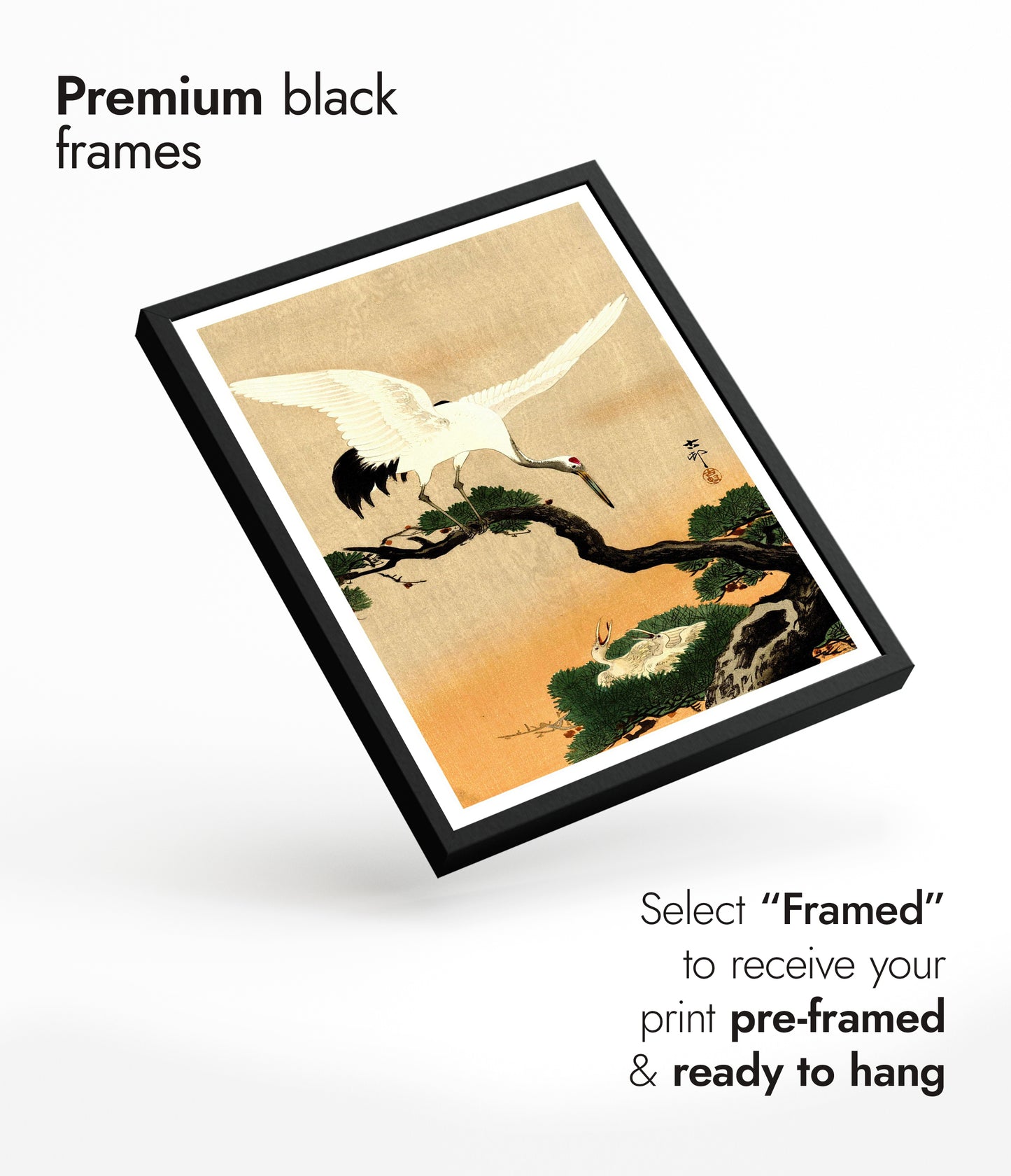 Kraan voedt haar kuikens