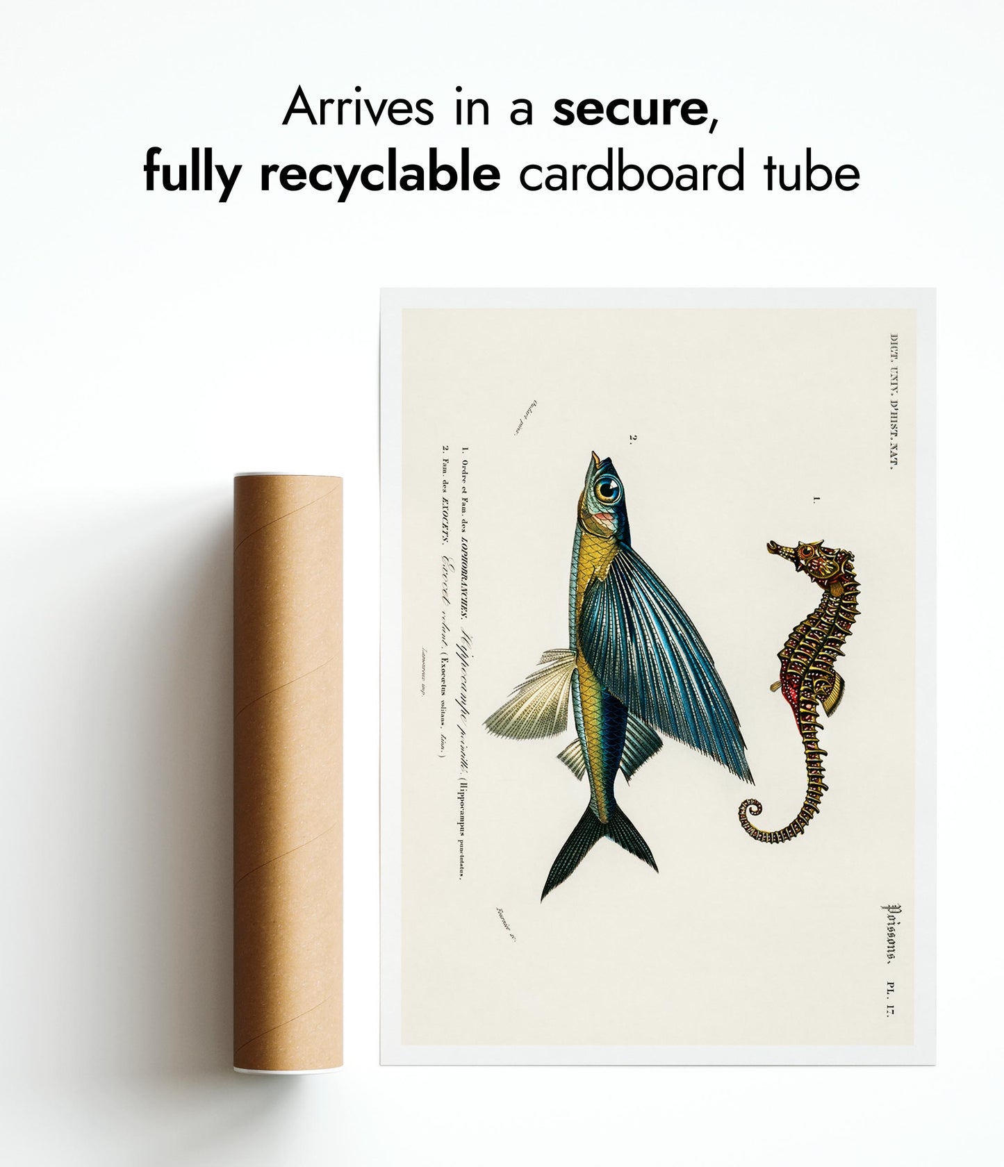 Seepferdchen & fliegender Fisch