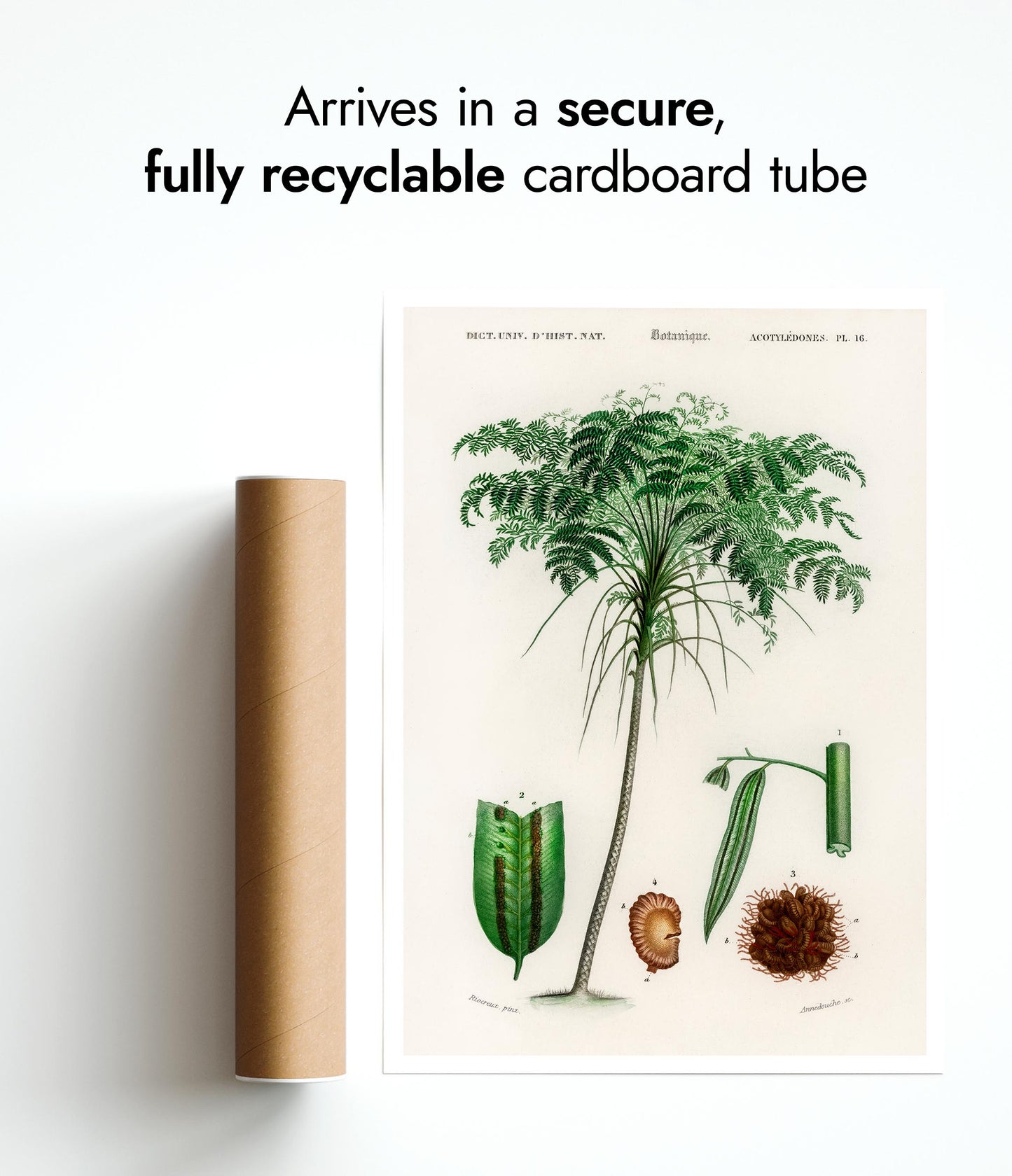 Trichipteris Excelsao