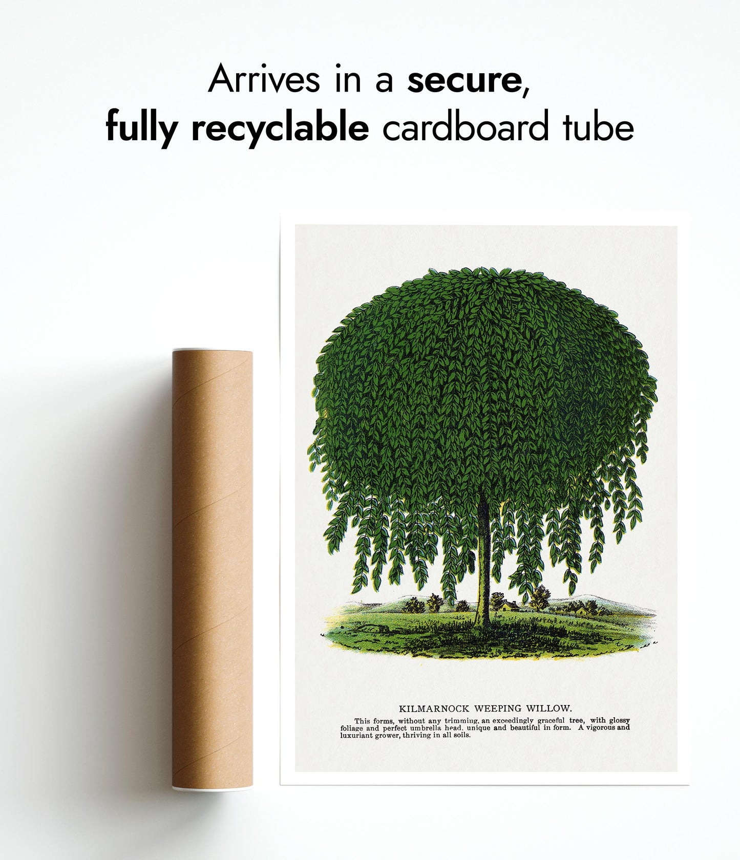 Kilmarnock treurwilg