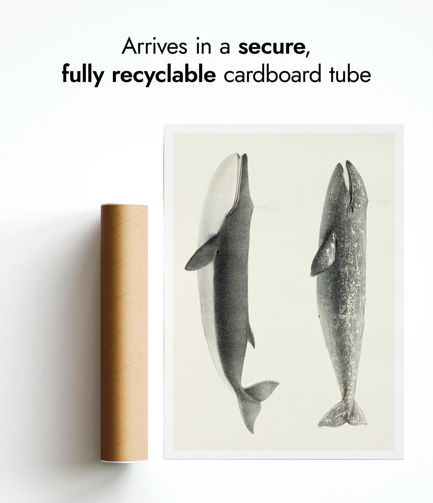 California Grey Whales