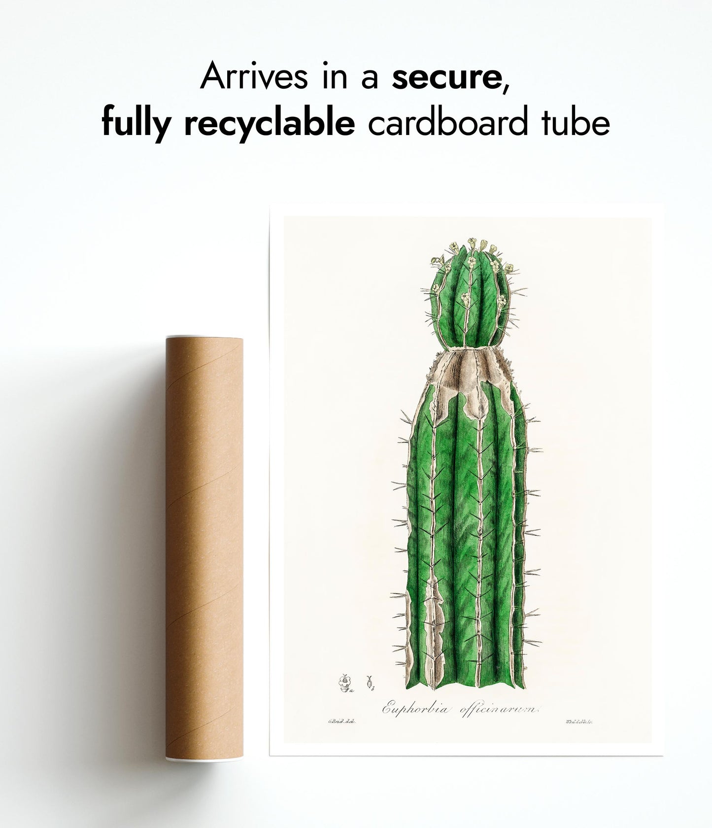 Euphorbia Officinarum