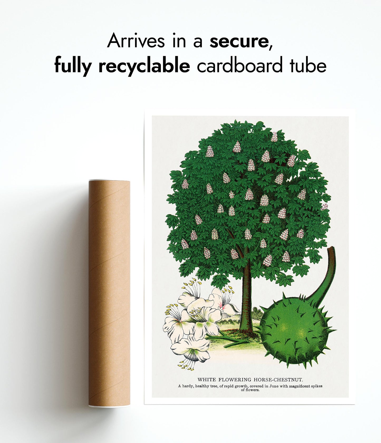 Wit Bloeiende Paardenkastanje