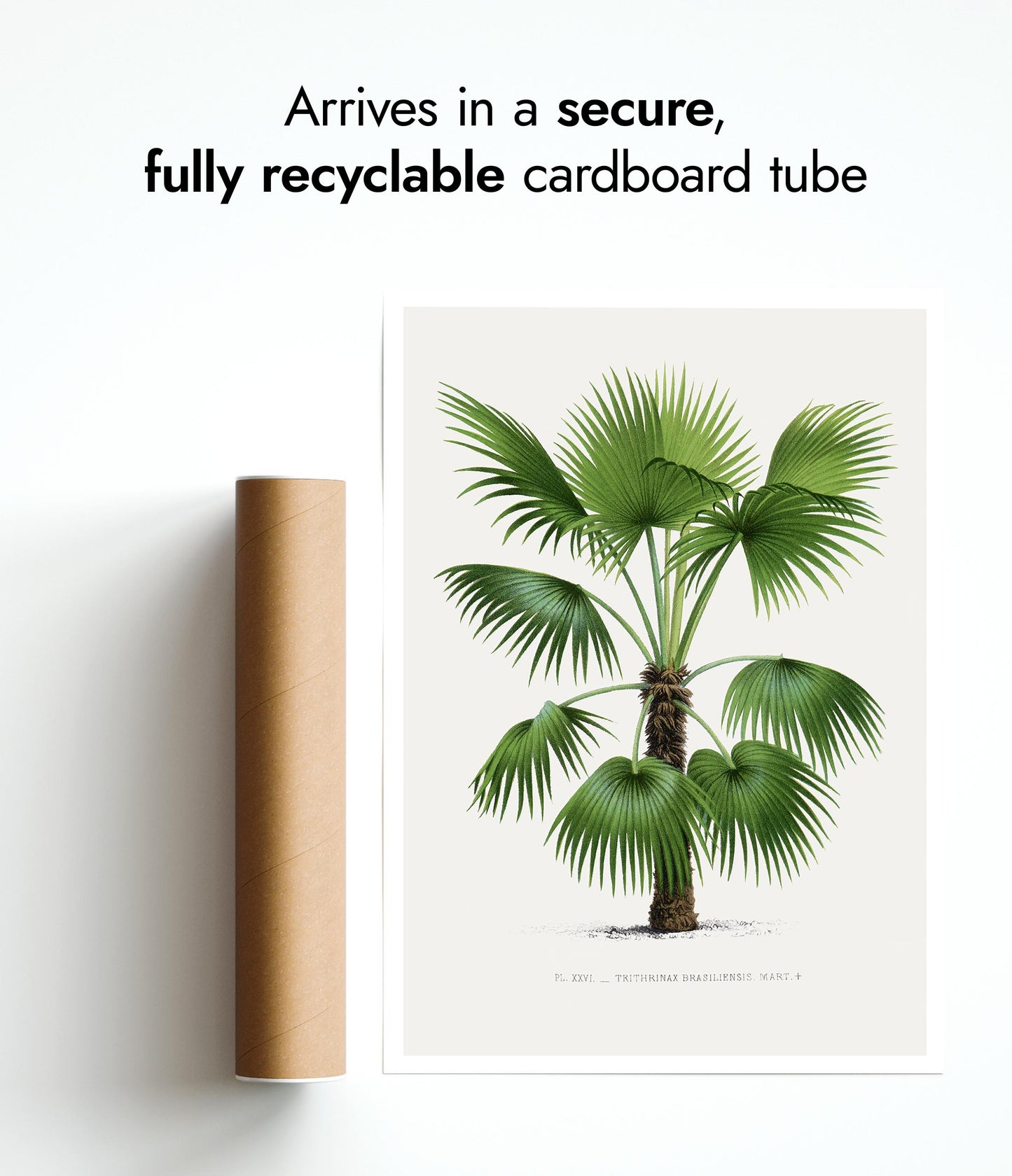 Trithrinax brasiliensis