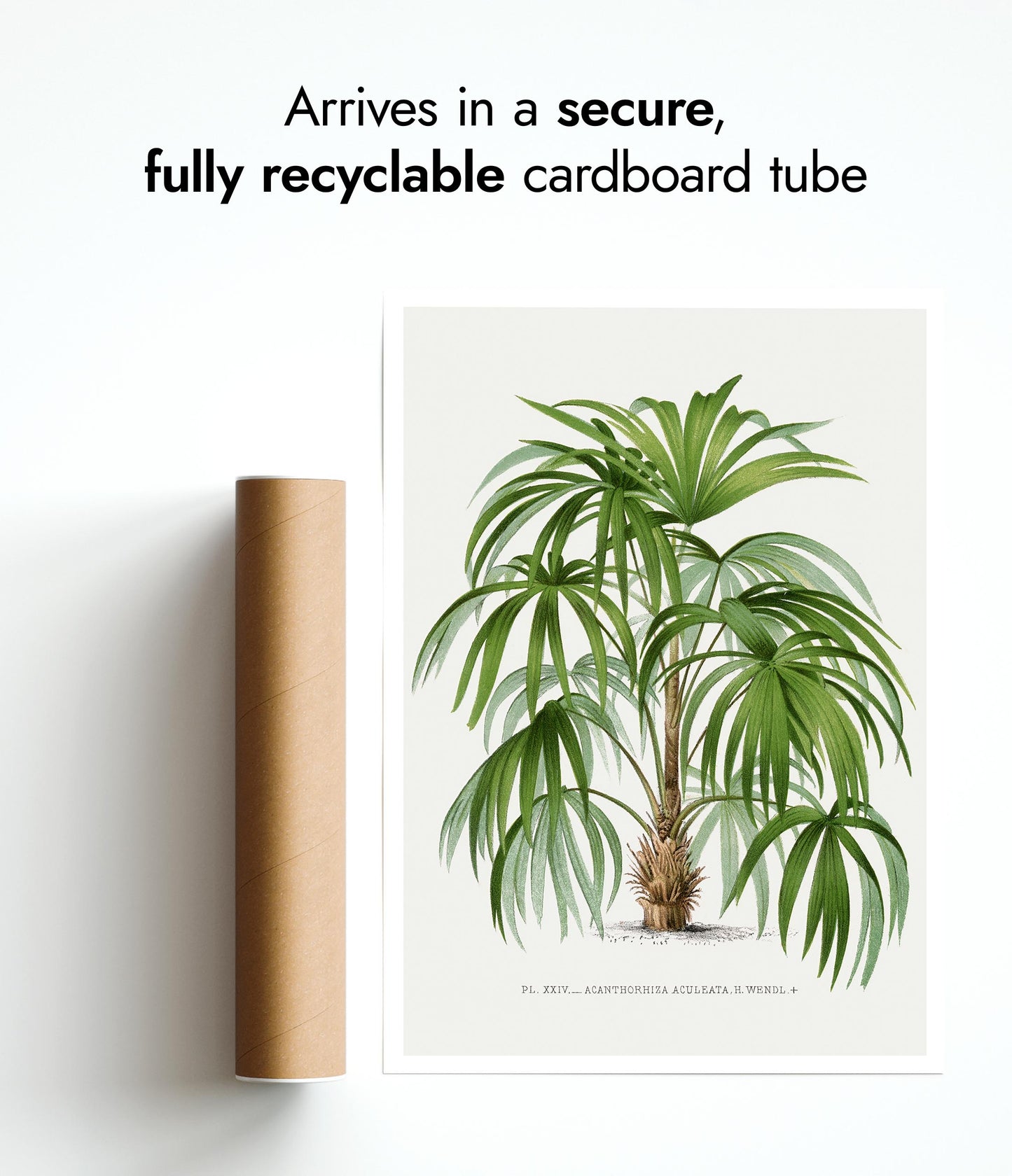 Acanthorhiza Aculeata