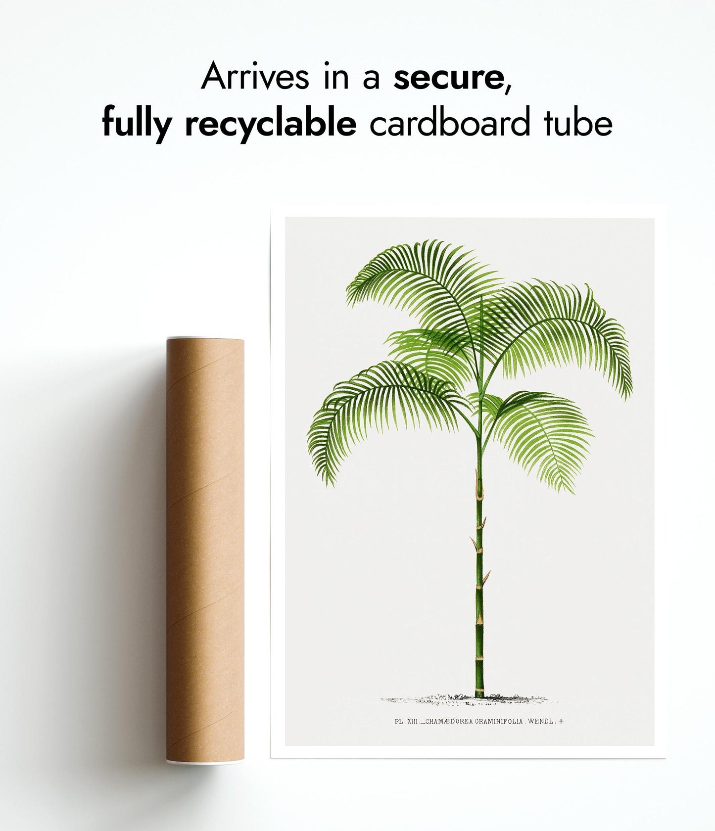 Chamaedorea Craminifolia